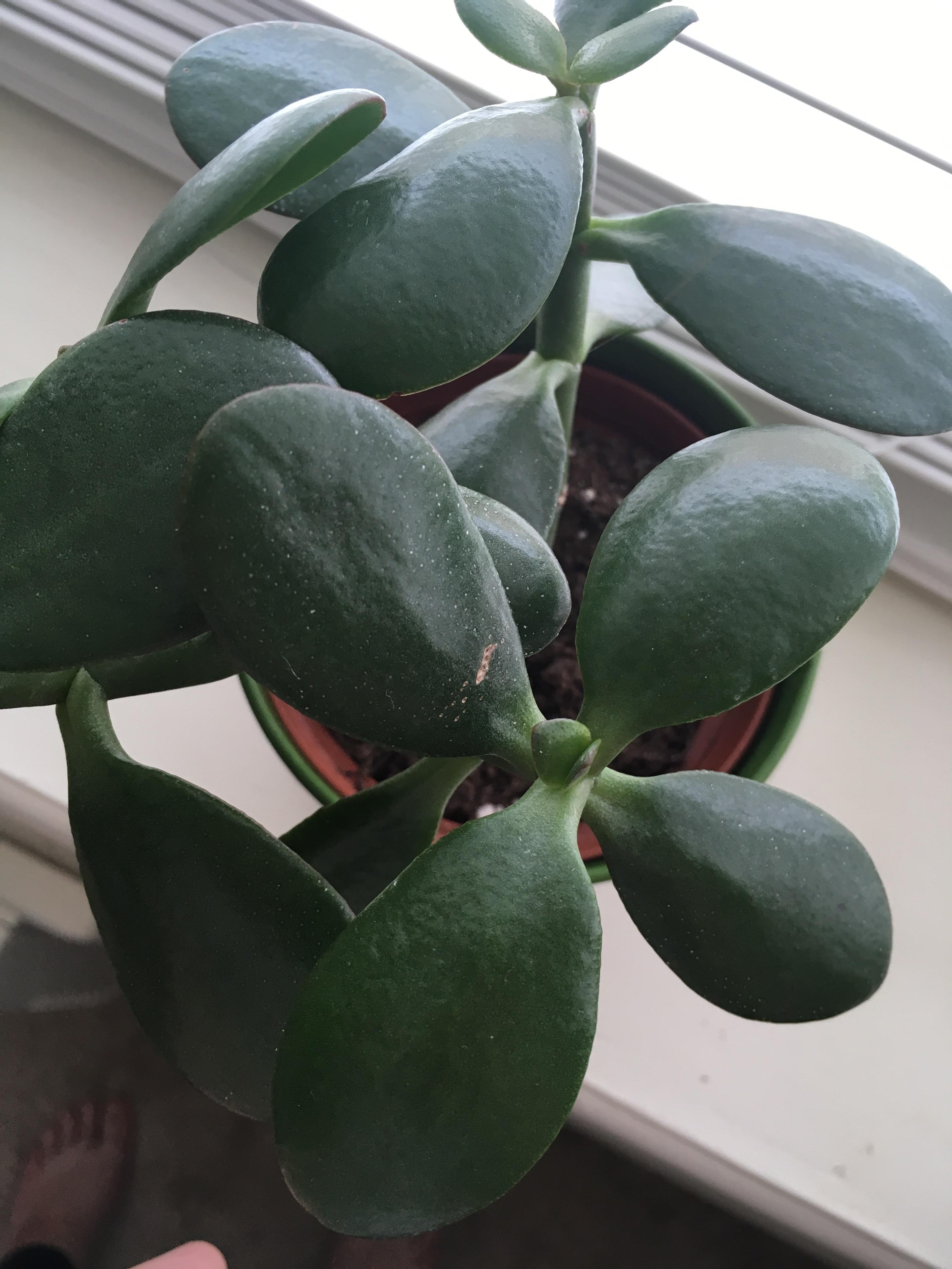 Is something wrong with my jade plant? Little white spots on the leaves