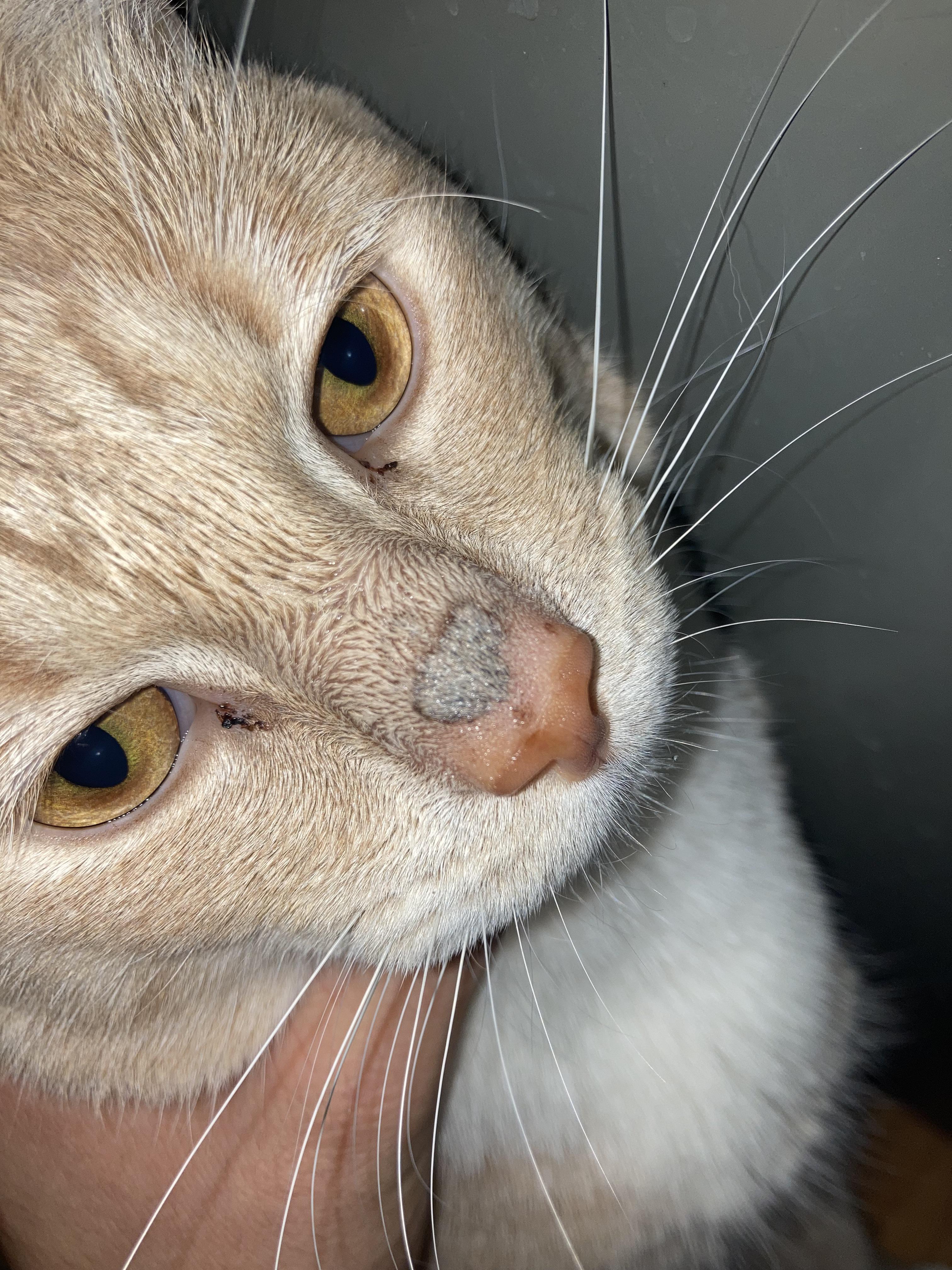 Could this be possible ringworm r/cats