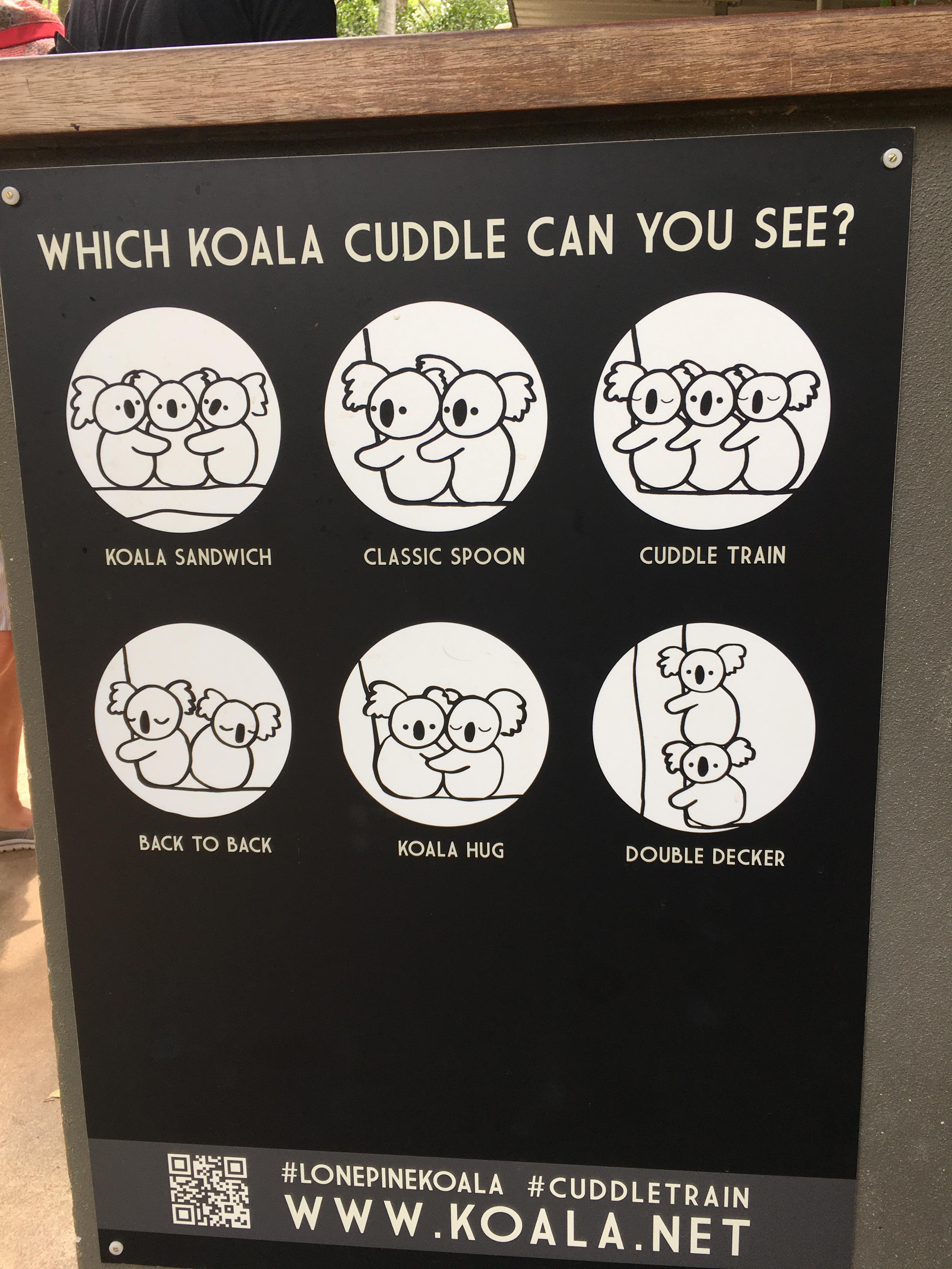 A guide on koala cuddles. coolguides