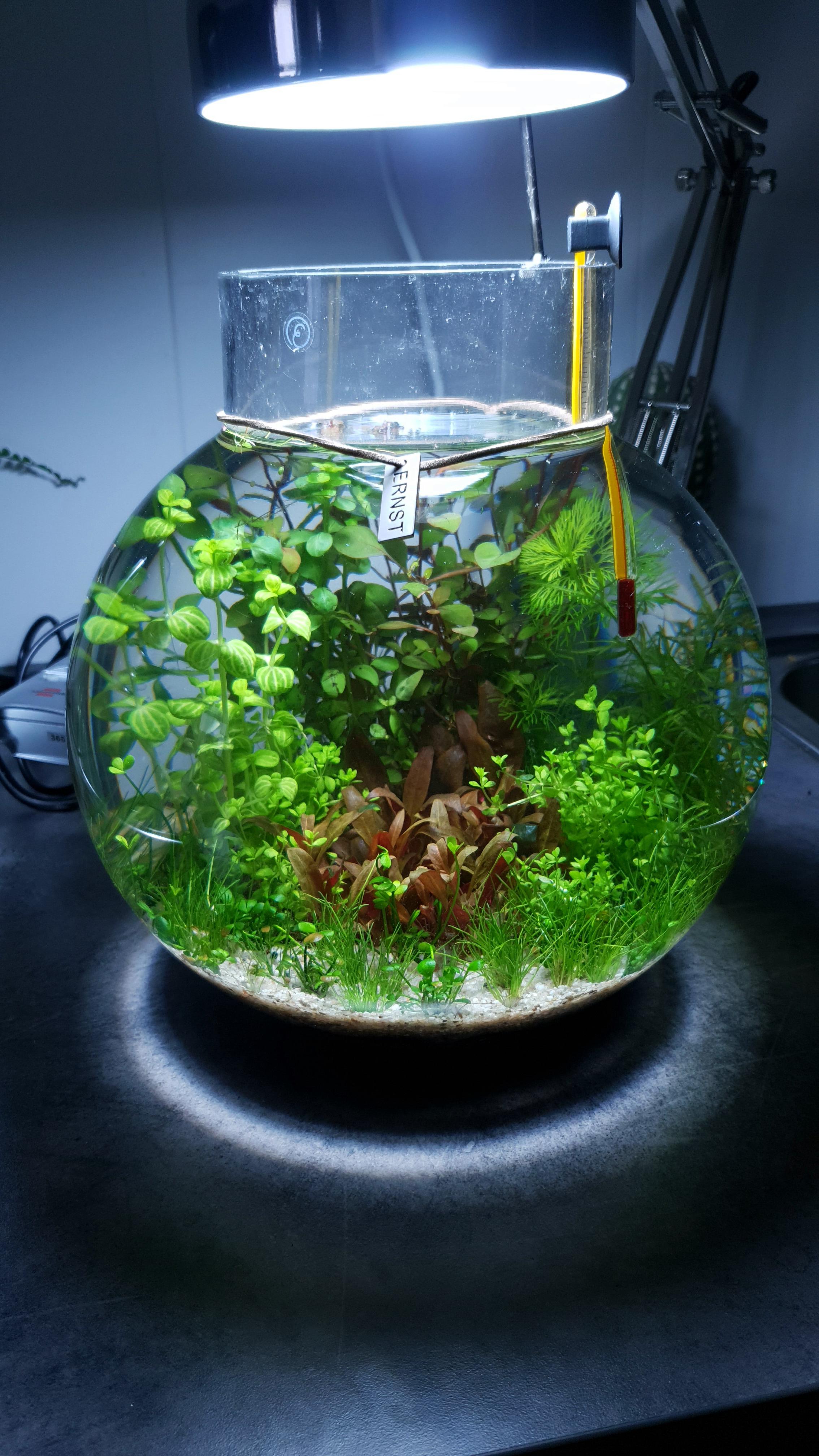 Newly setup 2 gallon Walstad bowl. Quite happy with the results. r