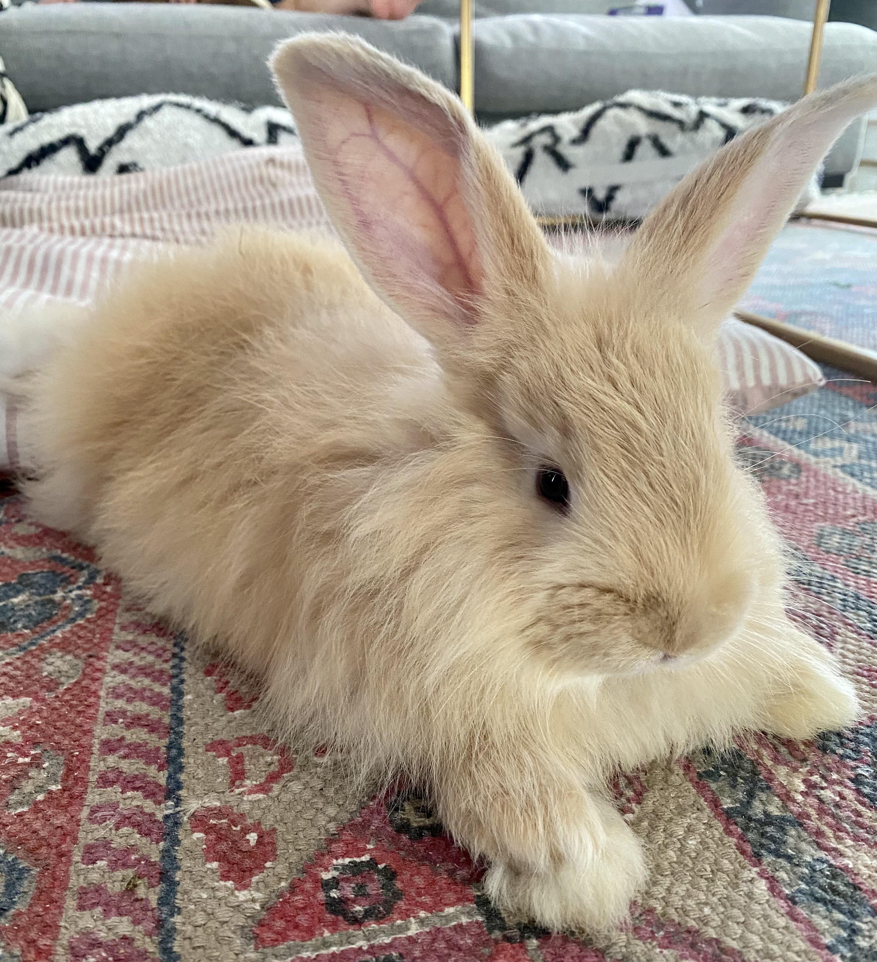 Reddit, meet Hector the 8 week old long haired Flemish giant. He’s a