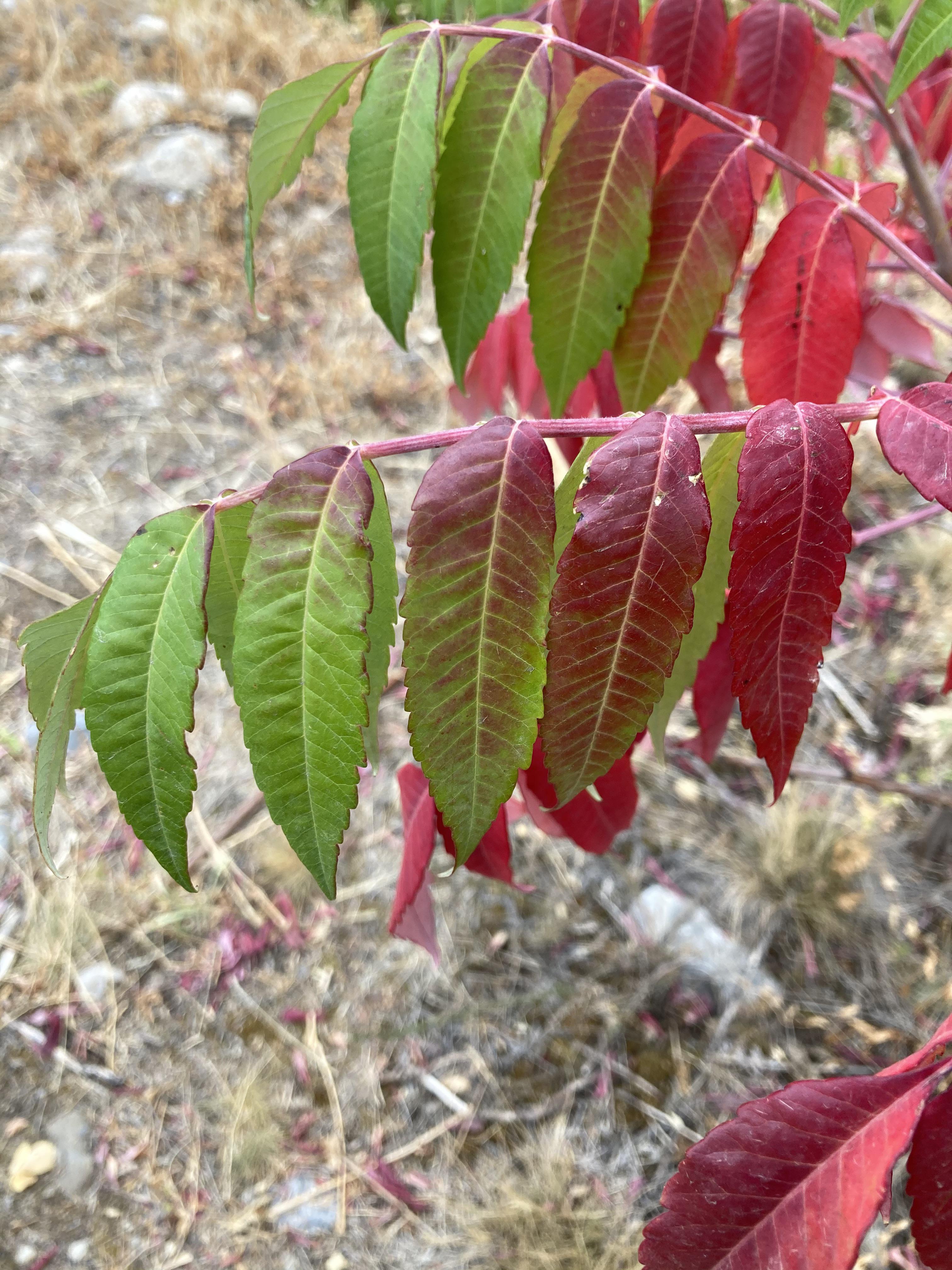 This Sumac showing step by step color change r/mildlyinteresting