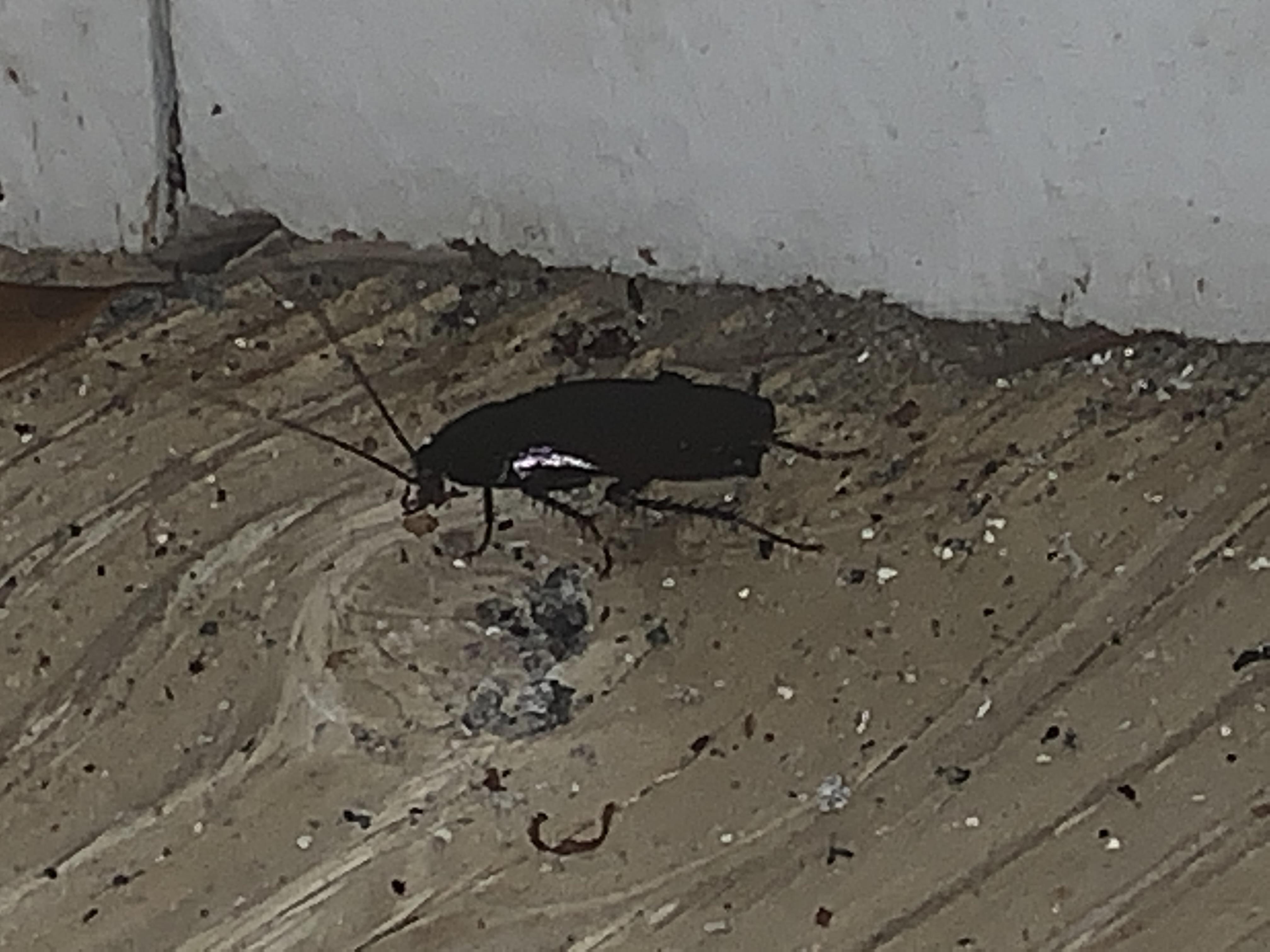 What type of cockroach is this? Outer banks, North Carolina. I’m hoping