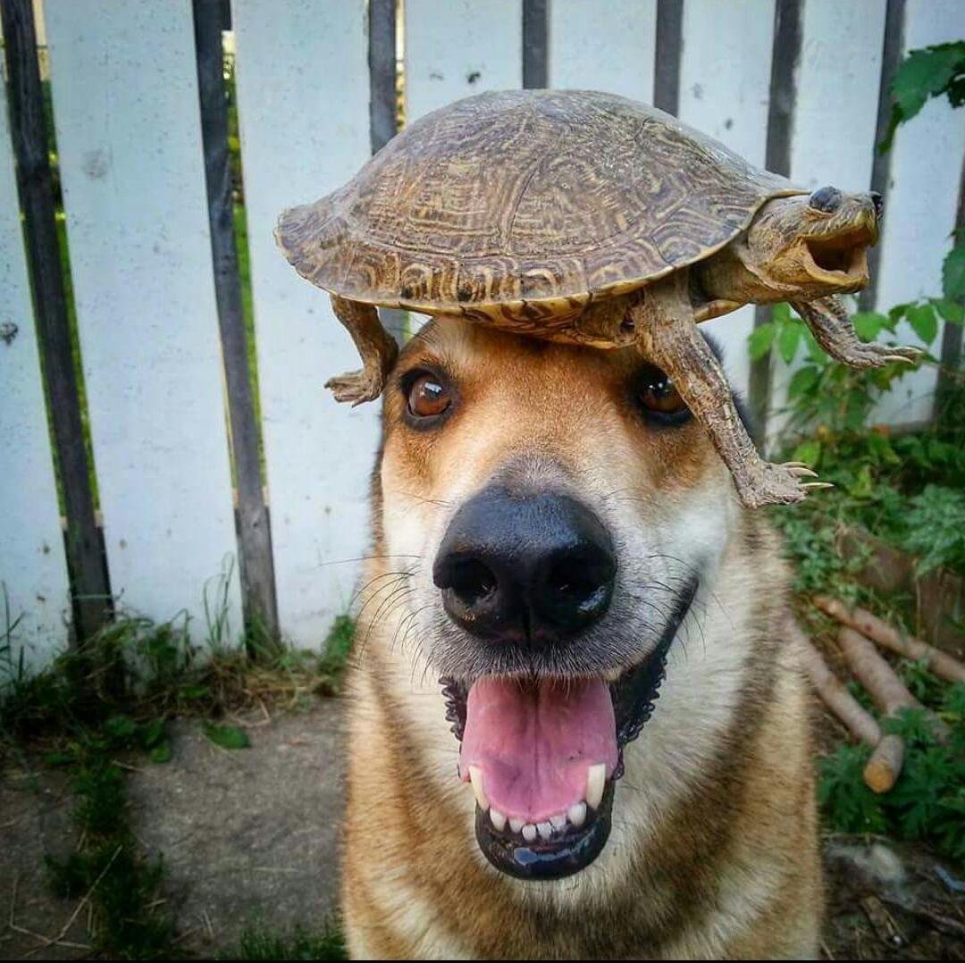 PsBattle This smiling dog and turtle