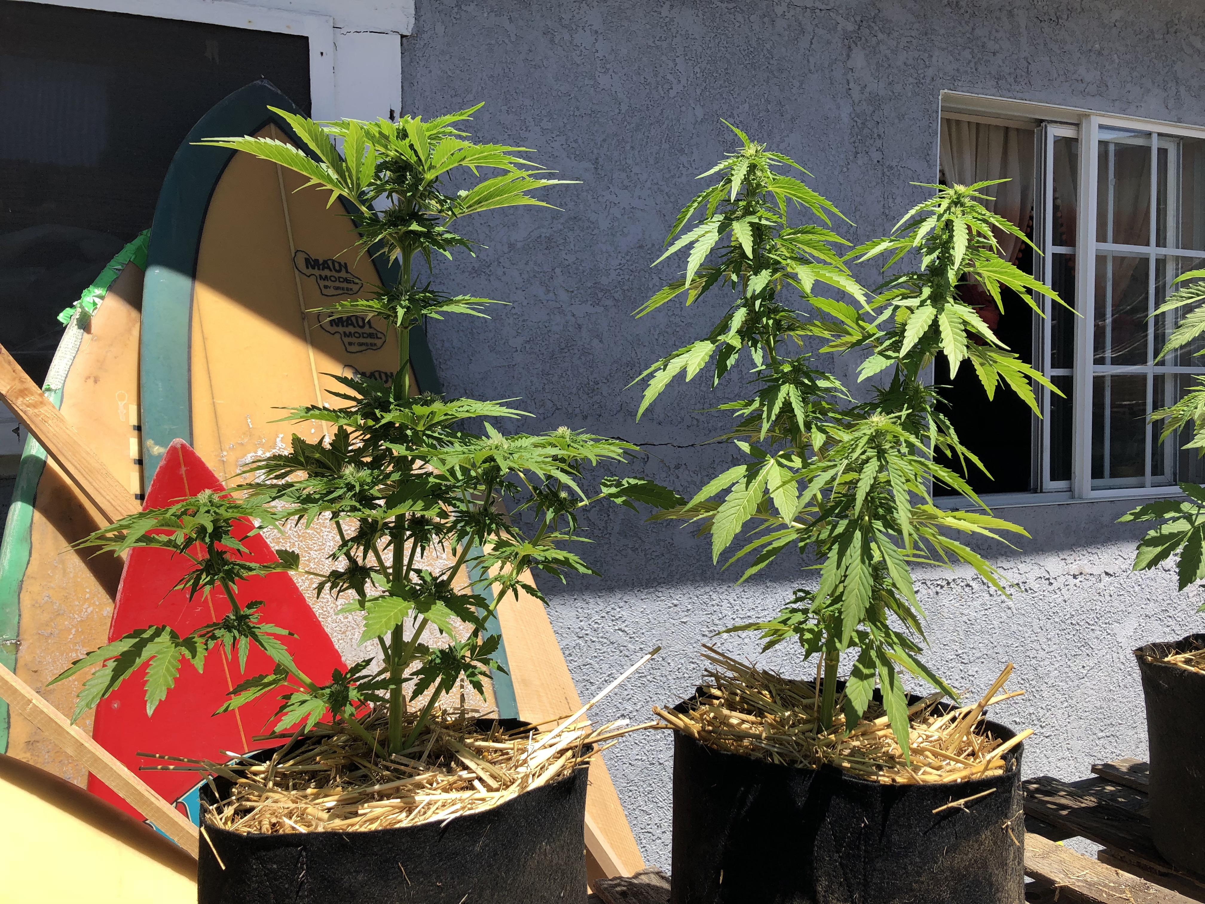 Outdoor GG 4 Auto. No LST. Just one that was topped at 18 days old