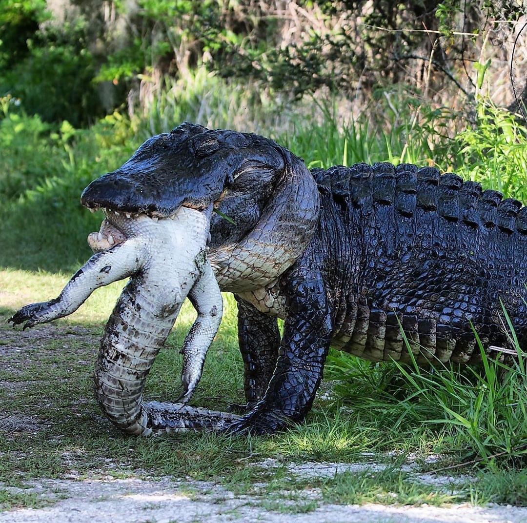 Gator eats gator r/natureismetal