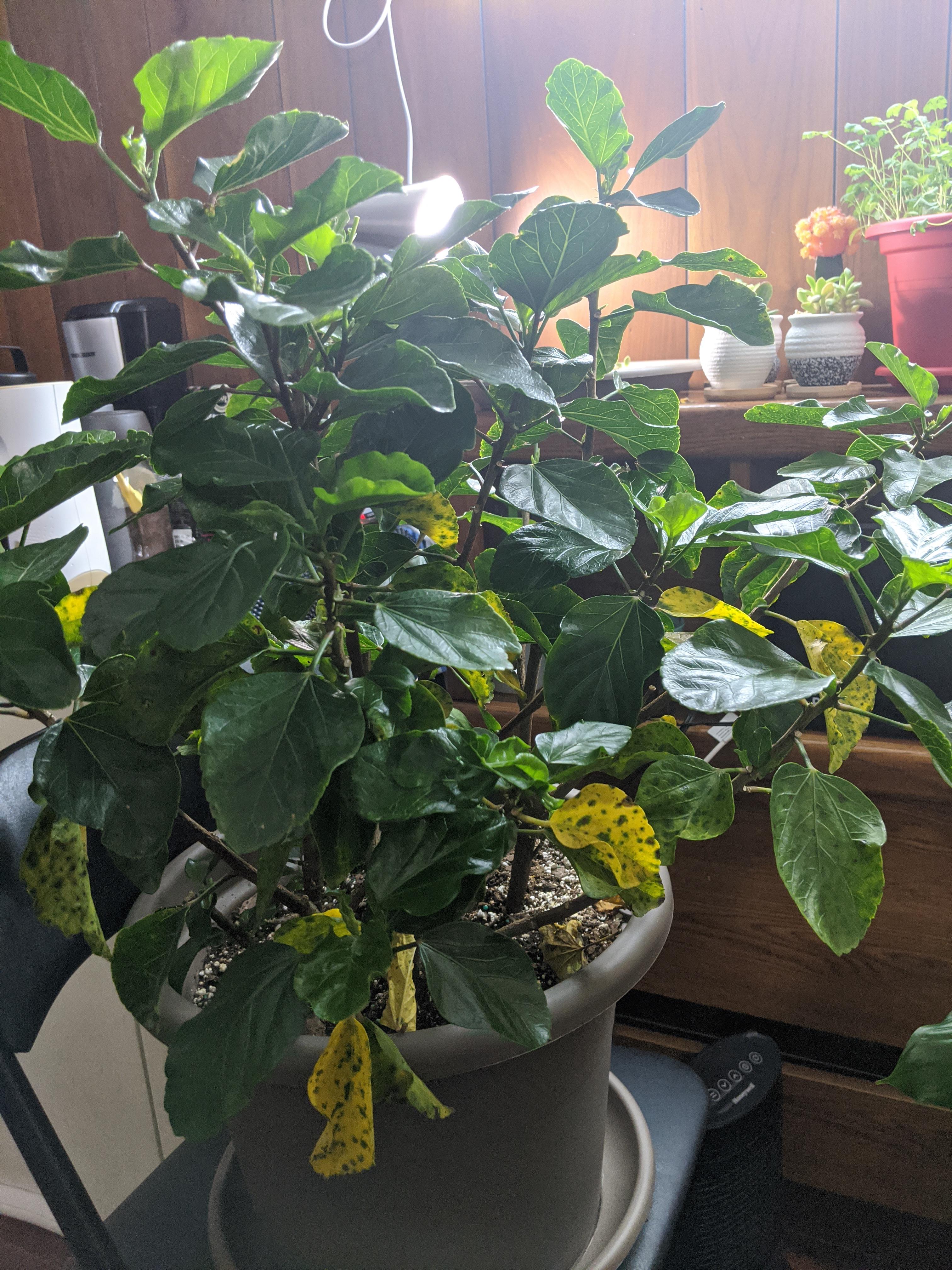 Help! The hibiscus leaves are turning yellow (including the new ones