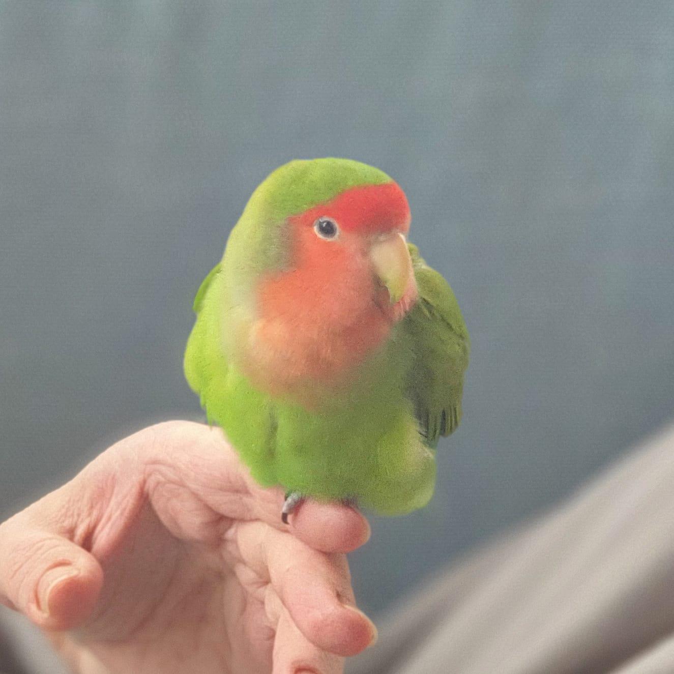 Lovebirds are too cute r/parrots