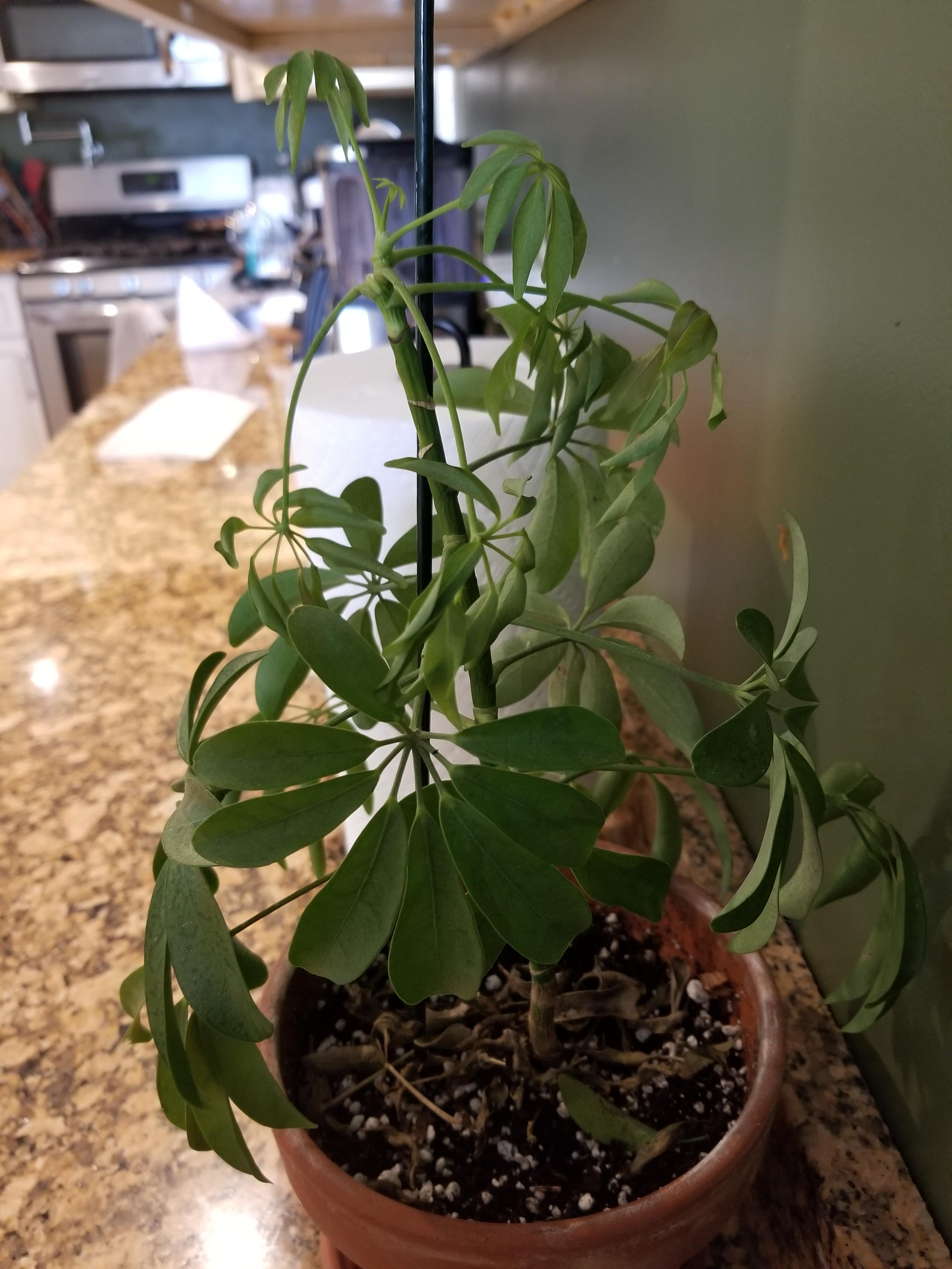HELP! My umbrella plant has been doimg great, (lots if new growth) then