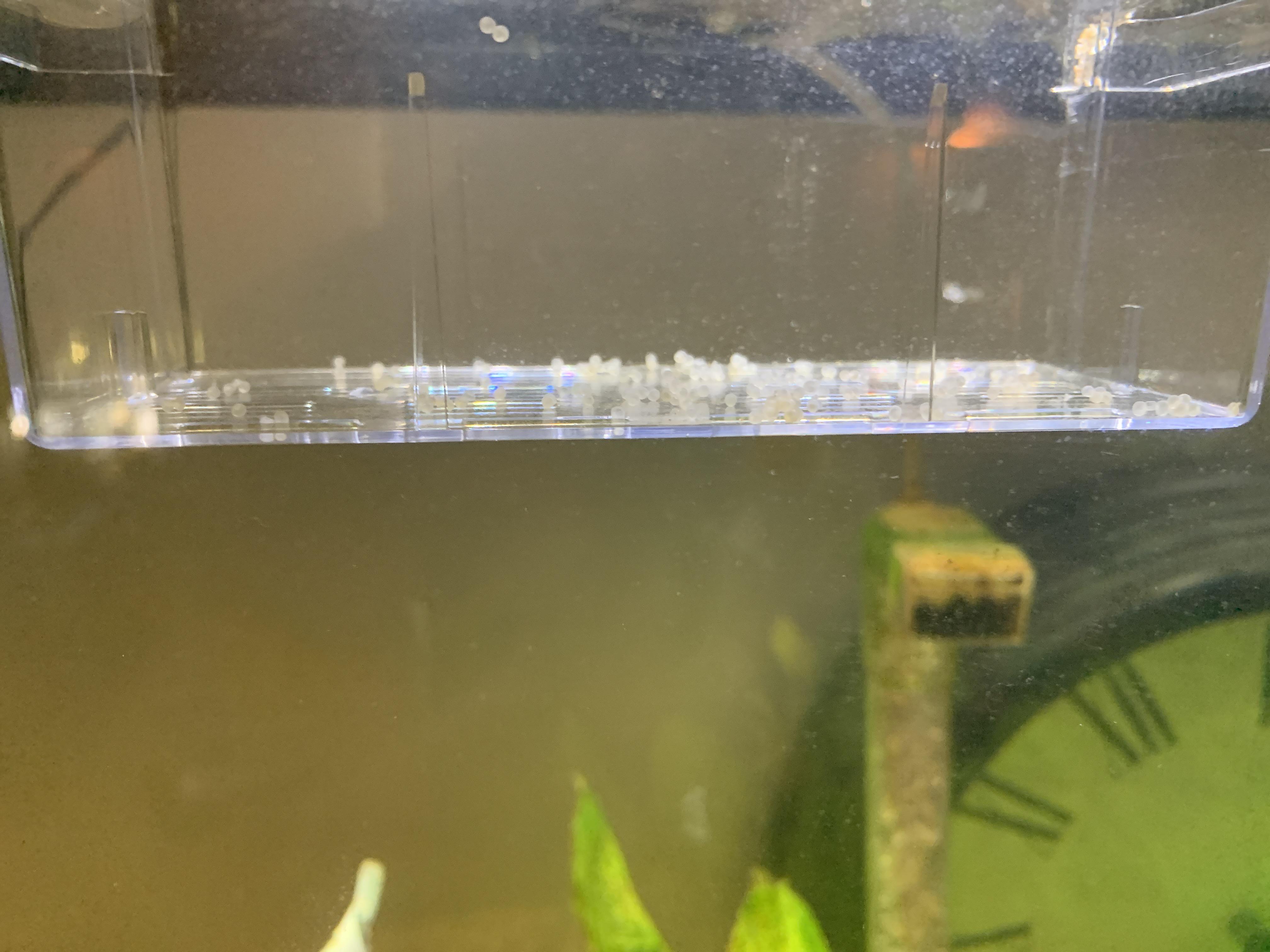 My Cory catfish laid eggs what do I do r/Aquariums