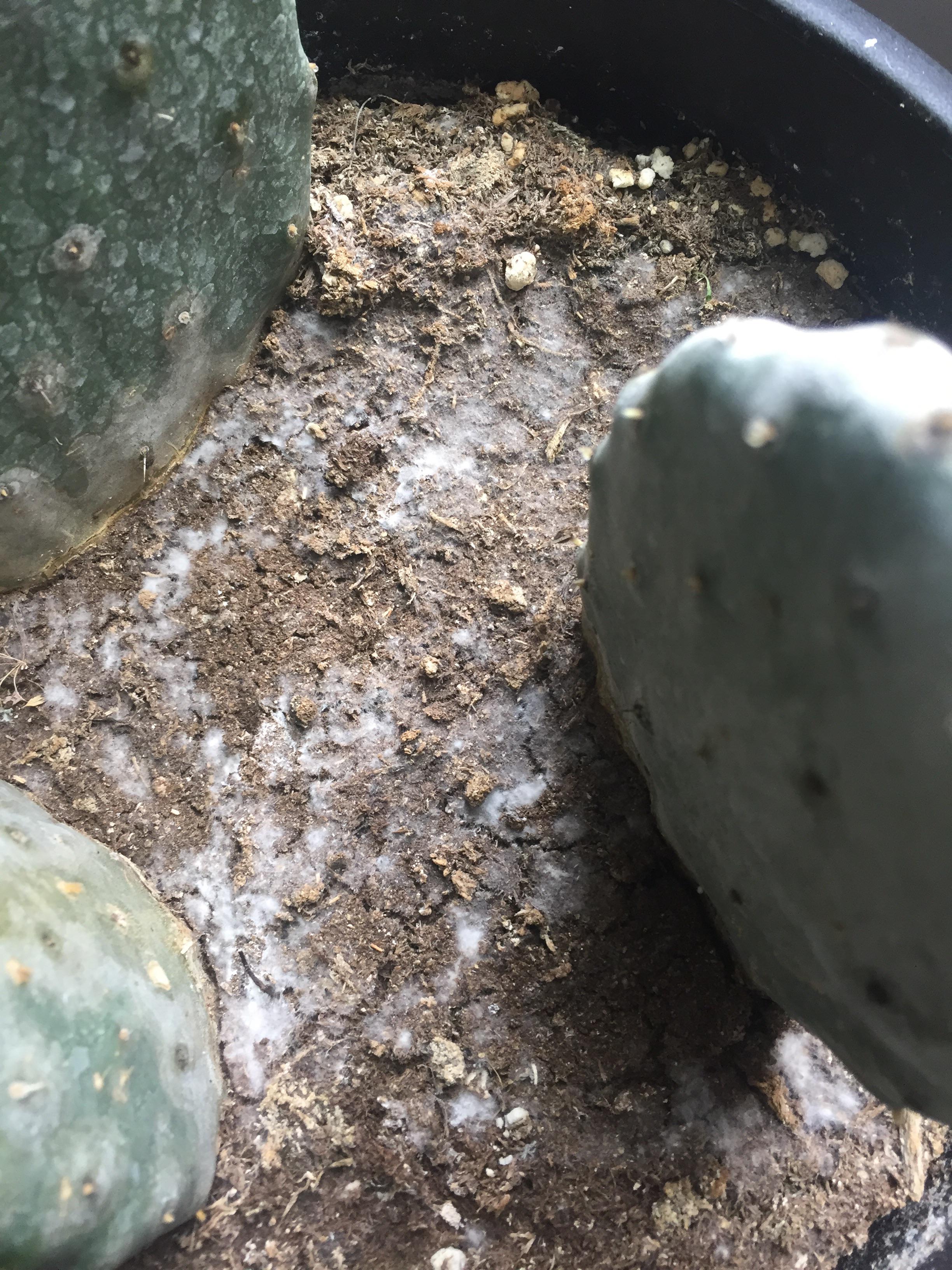 White fuzz is growing on my cactus’ soil? Is this