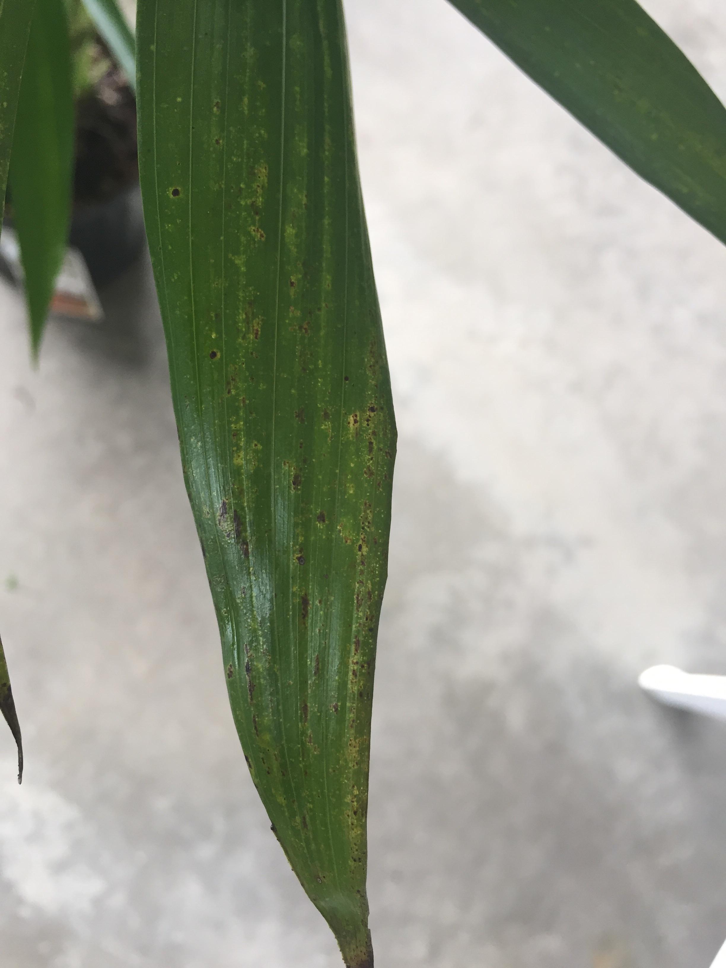 Please help! Is this a leaf spot disease on my cat palm? gardening