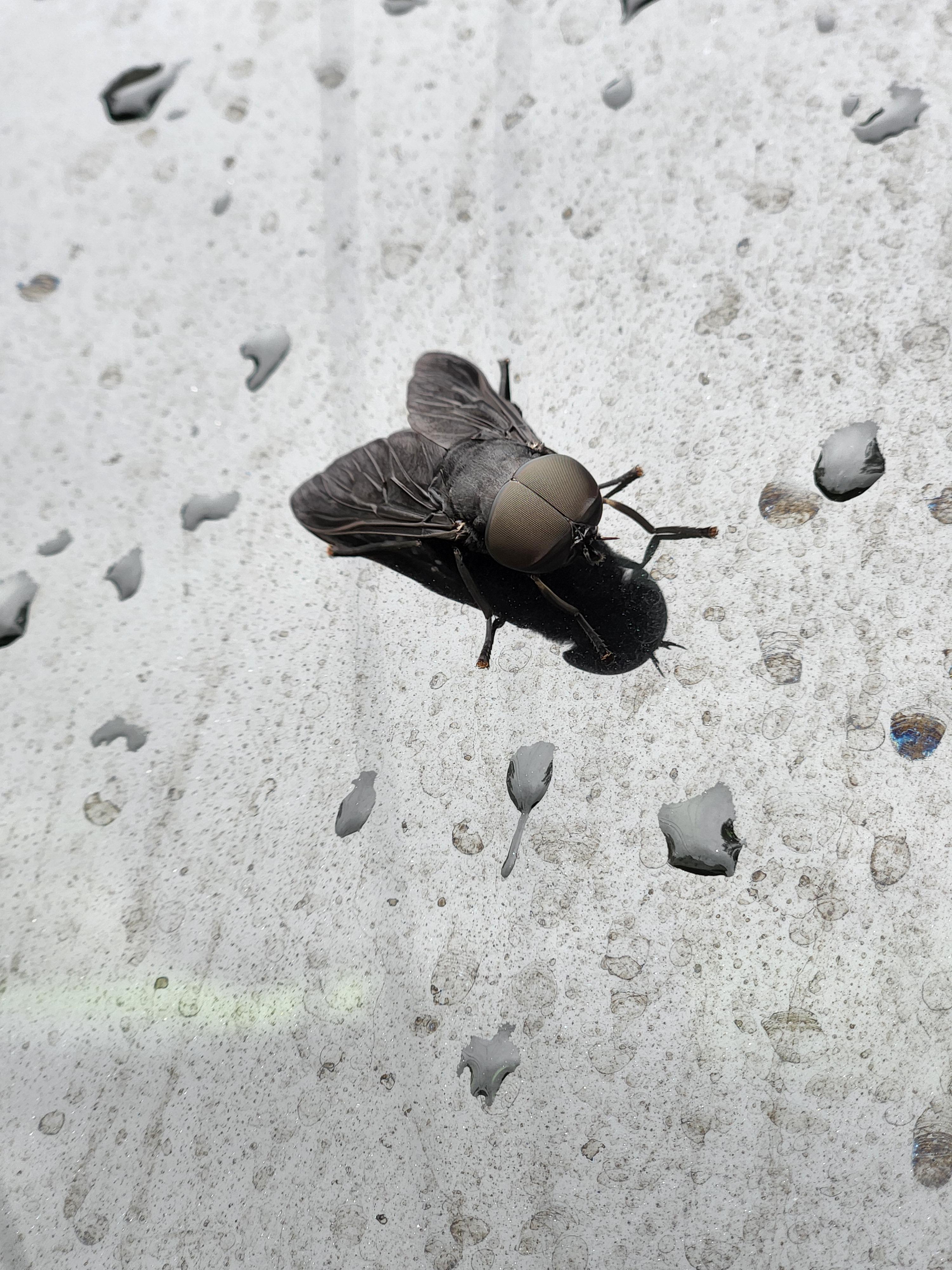 [OC] I thought this big sleek black horse fly on my window was pretty neat. Zoom in r/pics