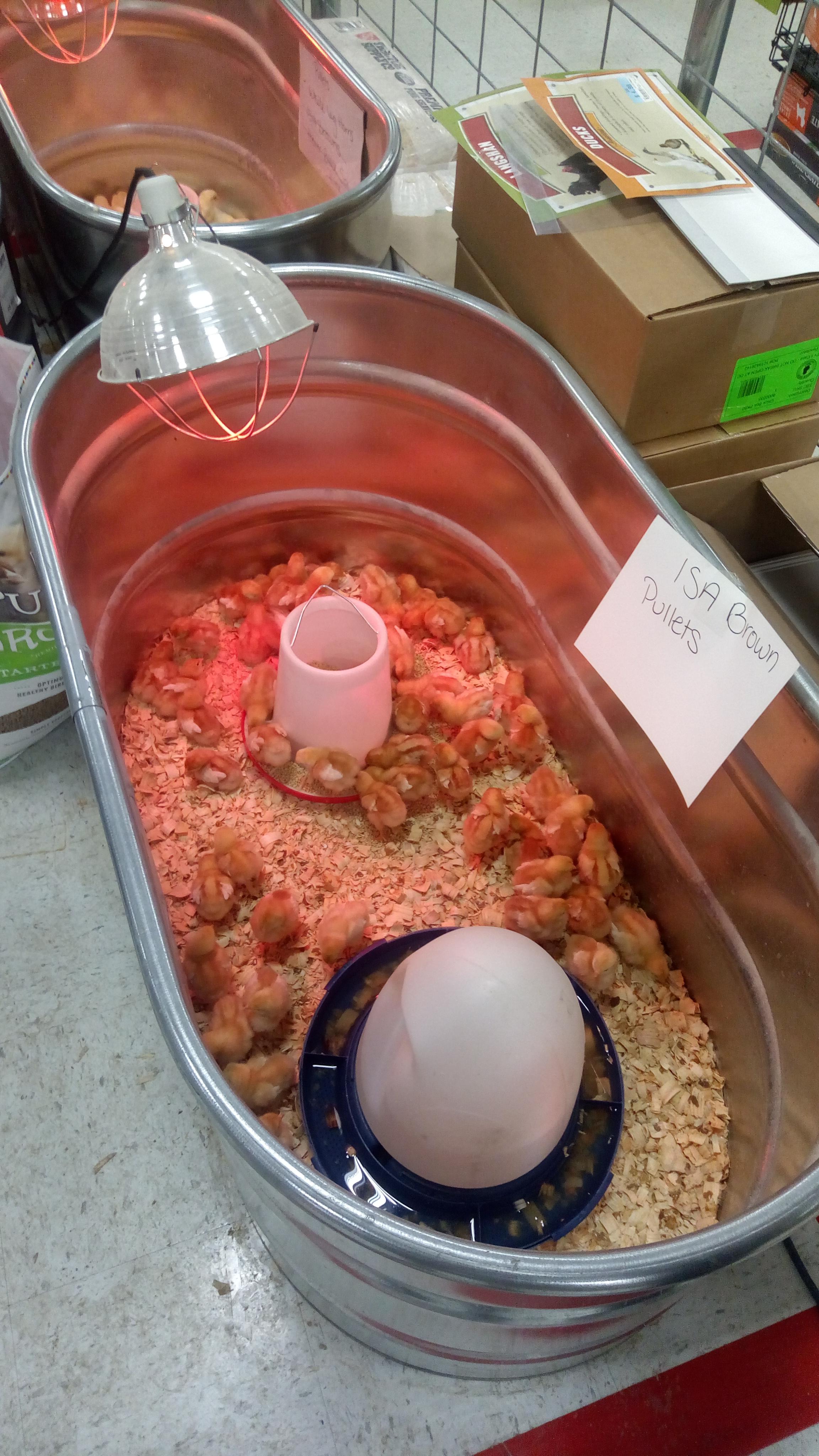 You can buy chicks at tractor supply co. r/aww