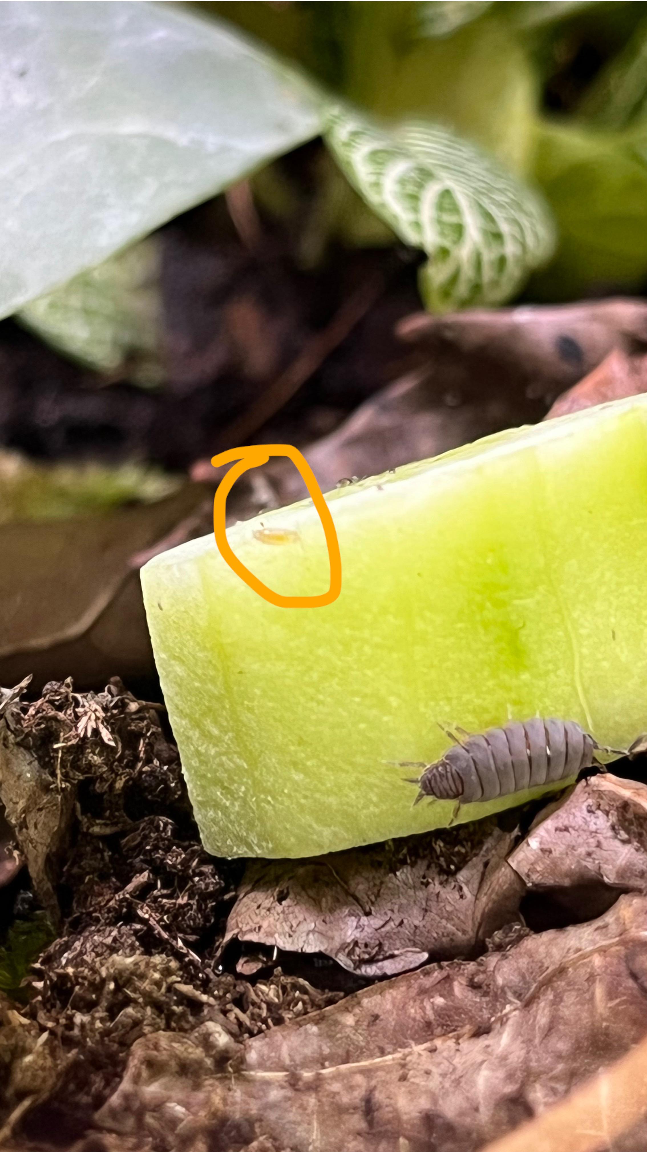 why is this baby powder blue isopod orange? r/isopods