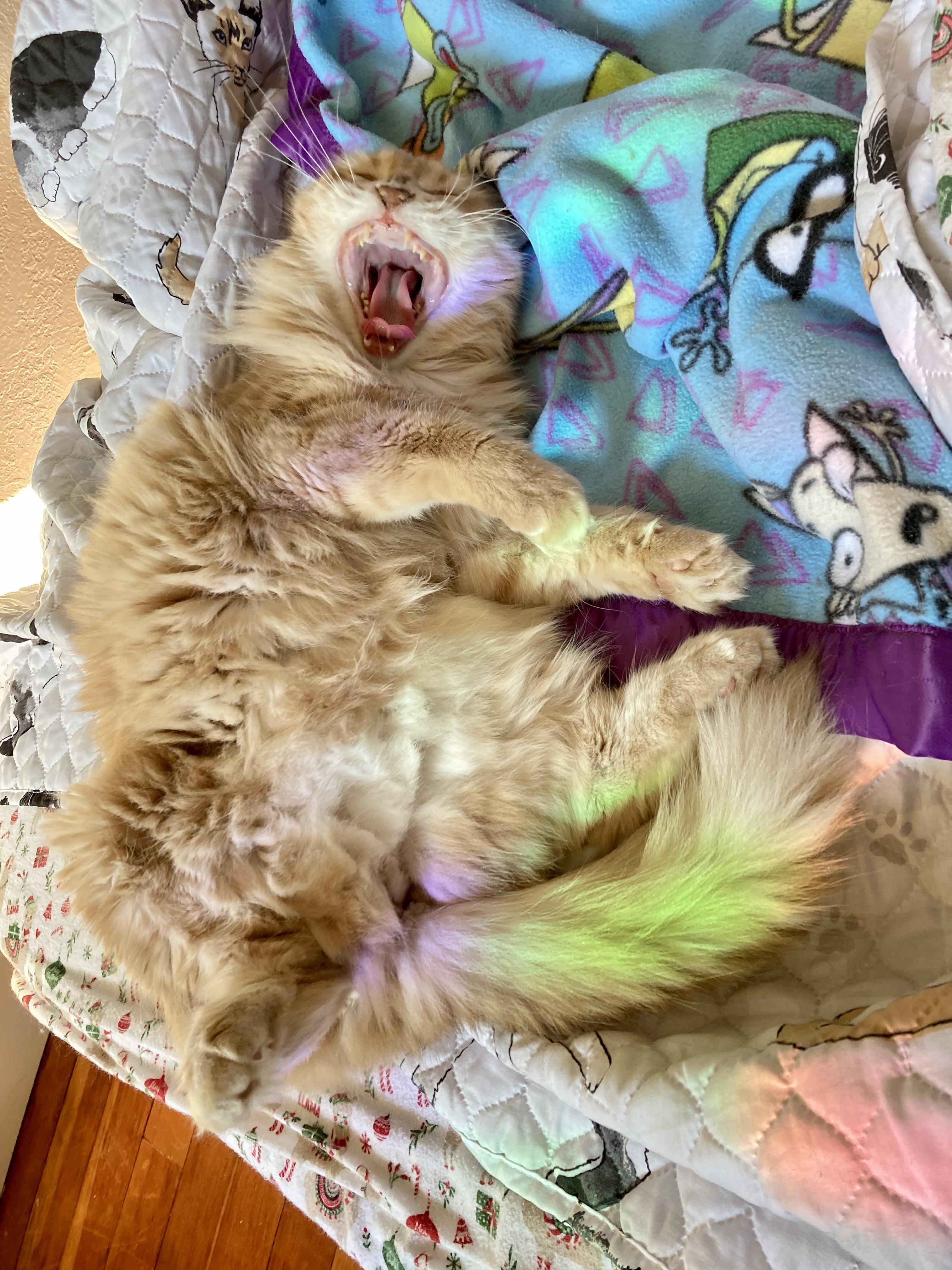Clemmy eats sunshine and farts rainbows r/cats