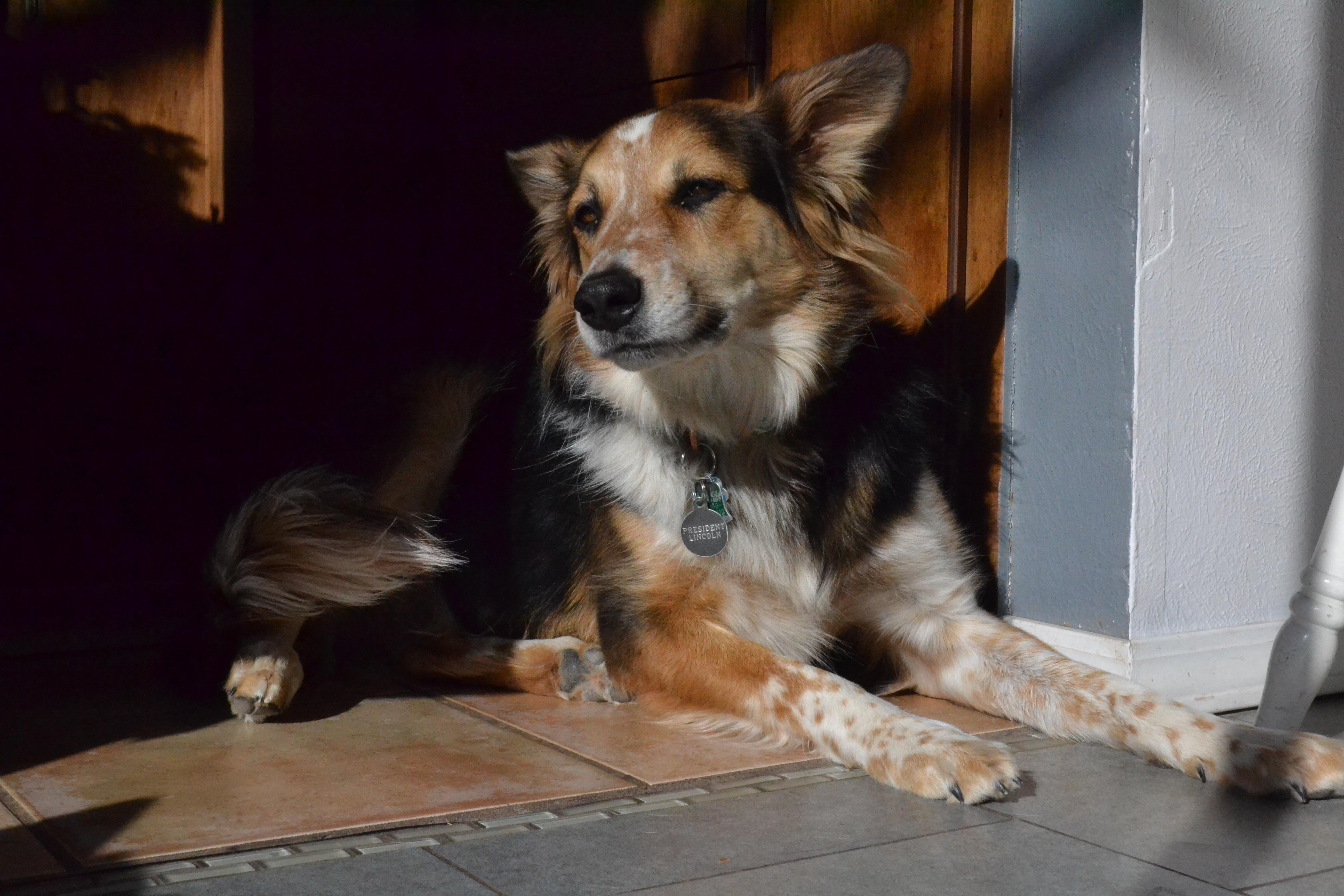 Sunday morning sunbathing r/dogpictures