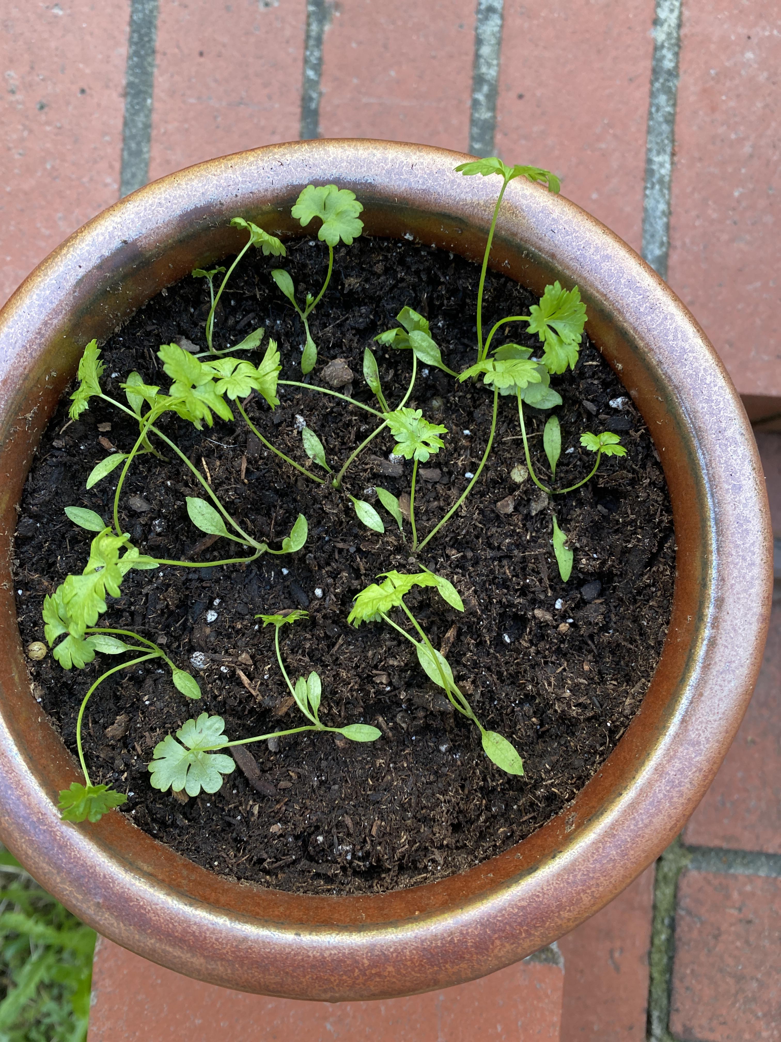 Why is my parsley so floppy and limp?