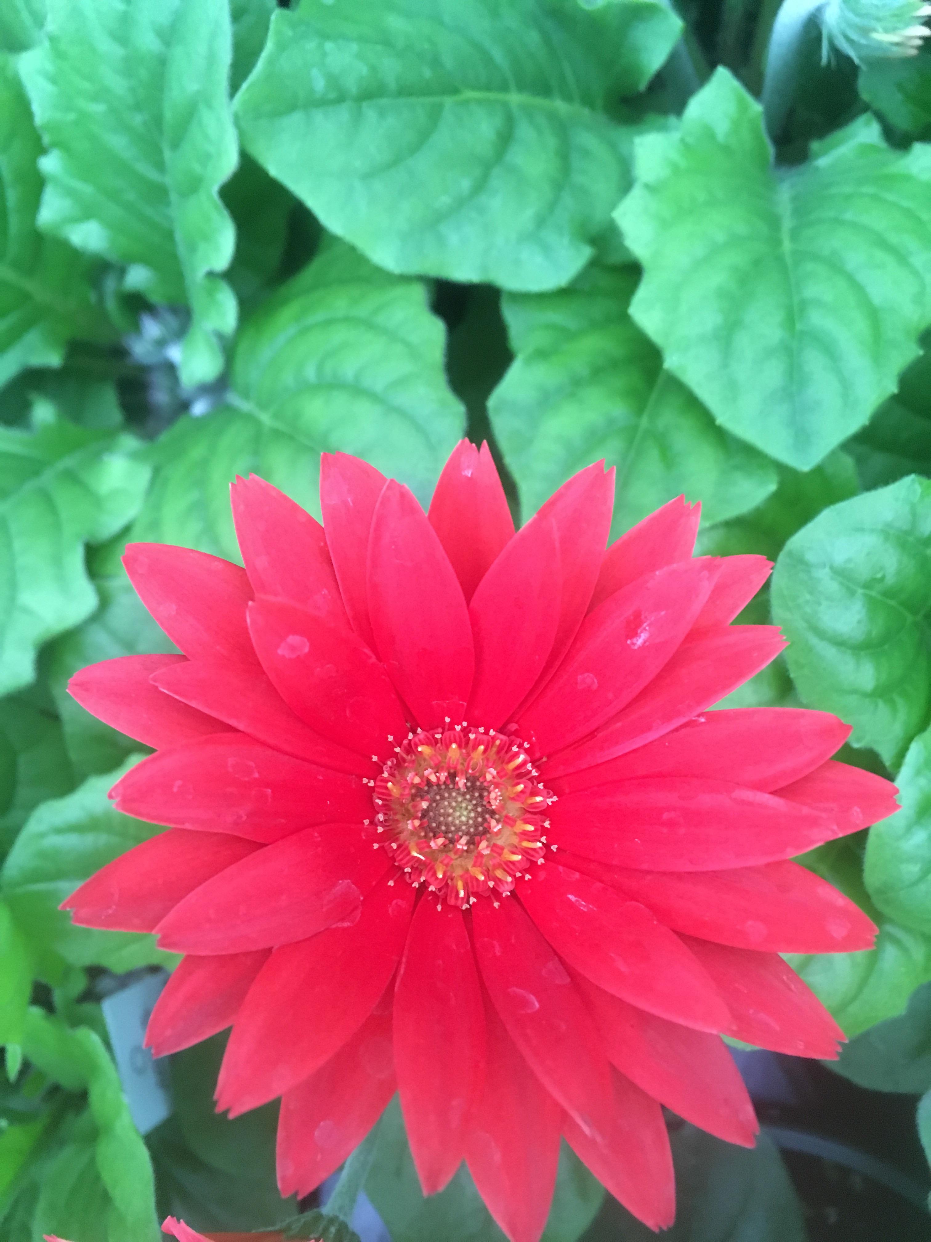 First gerbera daisy of the season r/gardening
