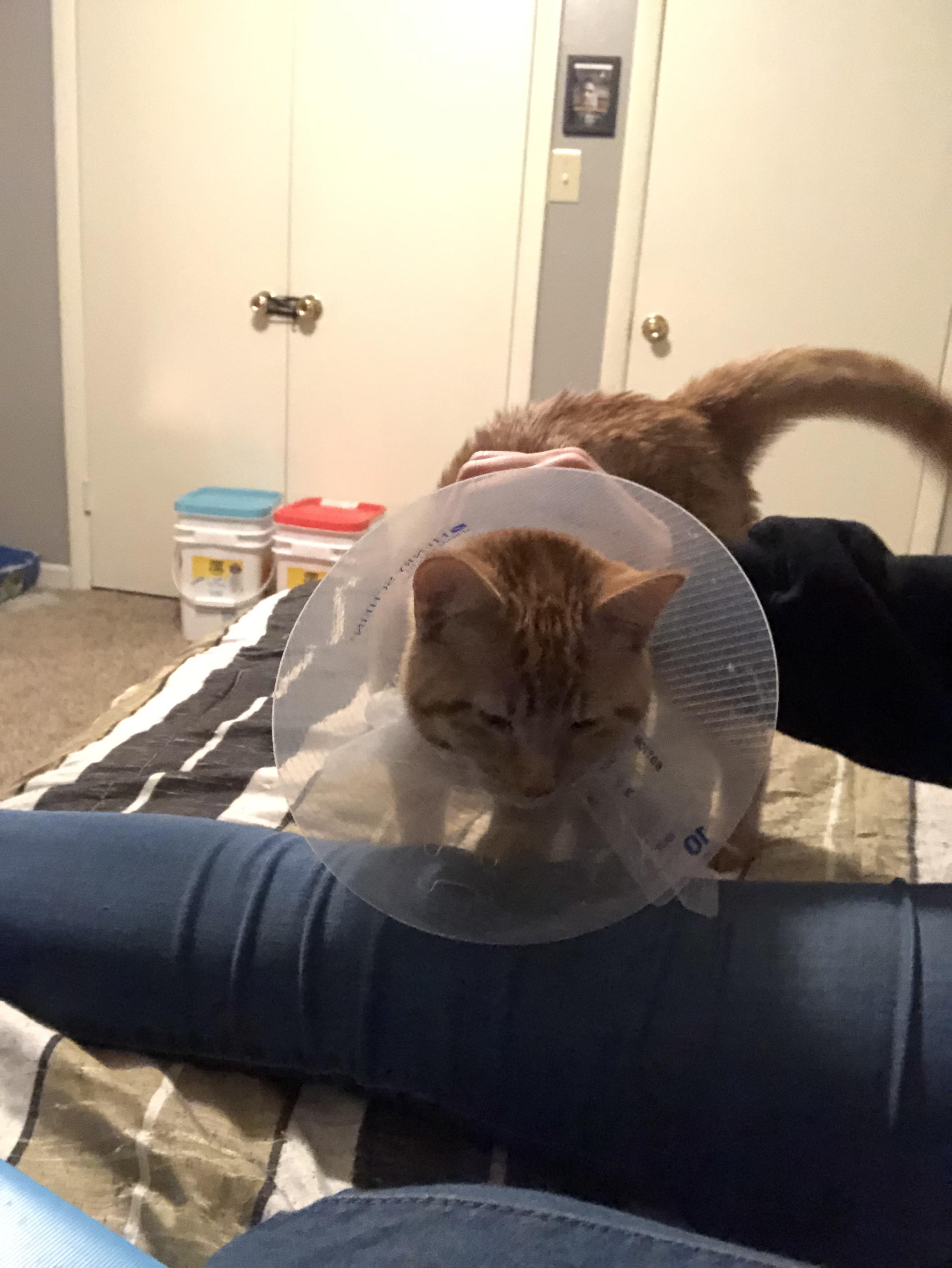 My new cat Adonis (formerly Roe). He hasn’t stopped