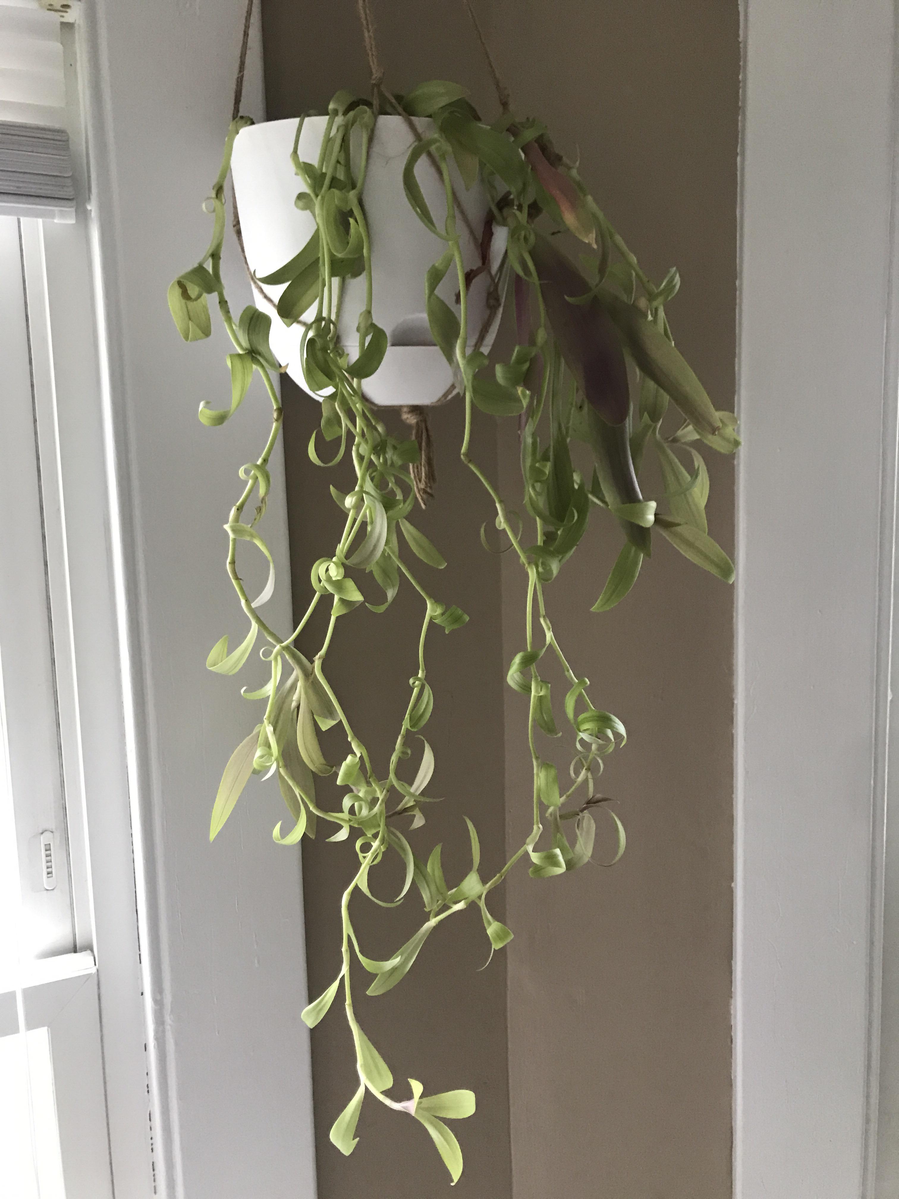 Moses in the Cradle...is this normal? I haven’t seen anything online