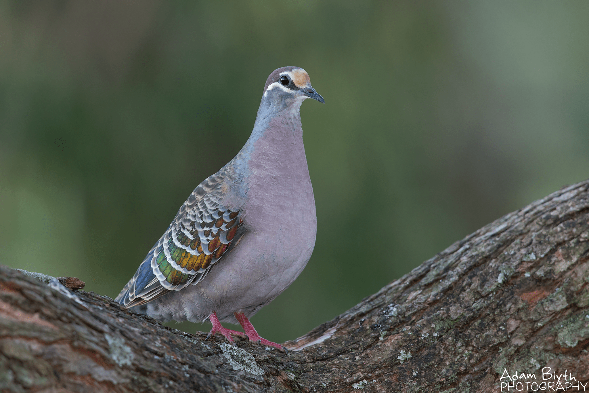 Common Bronzewing (Phaps chalcoptera) PicsOfUnusualBirds