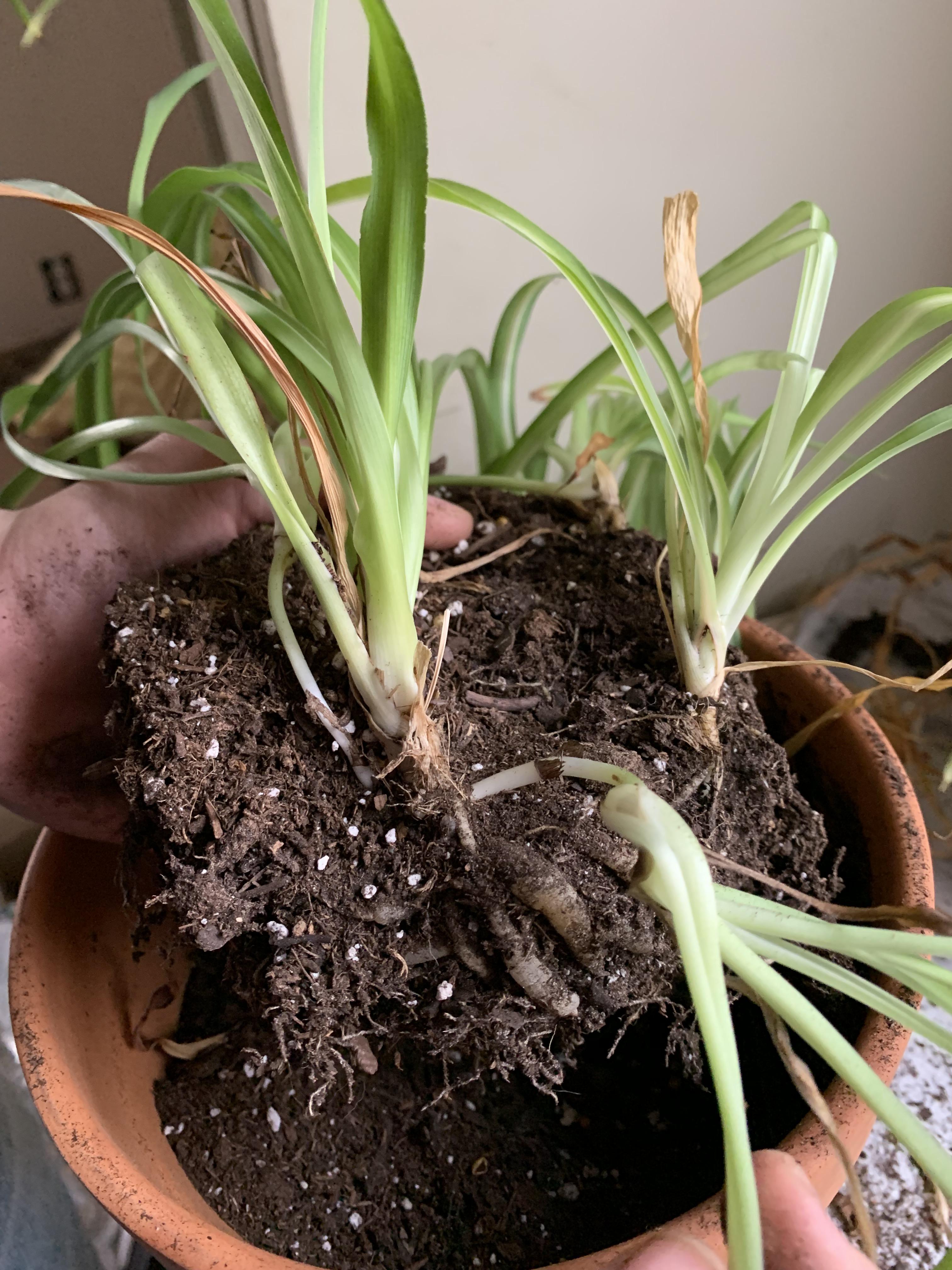 My spider plant decided to take a different approach to reproduction. These two babies are