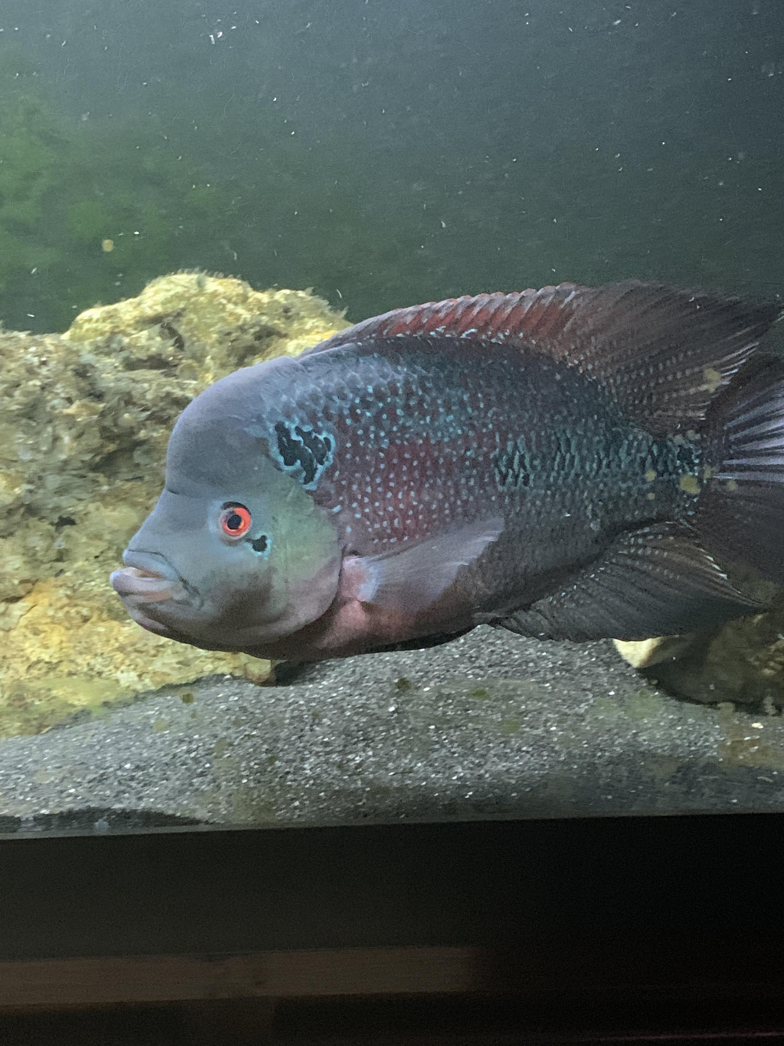 When you order a golden base flowerhorn fry off of eBay. Not what i