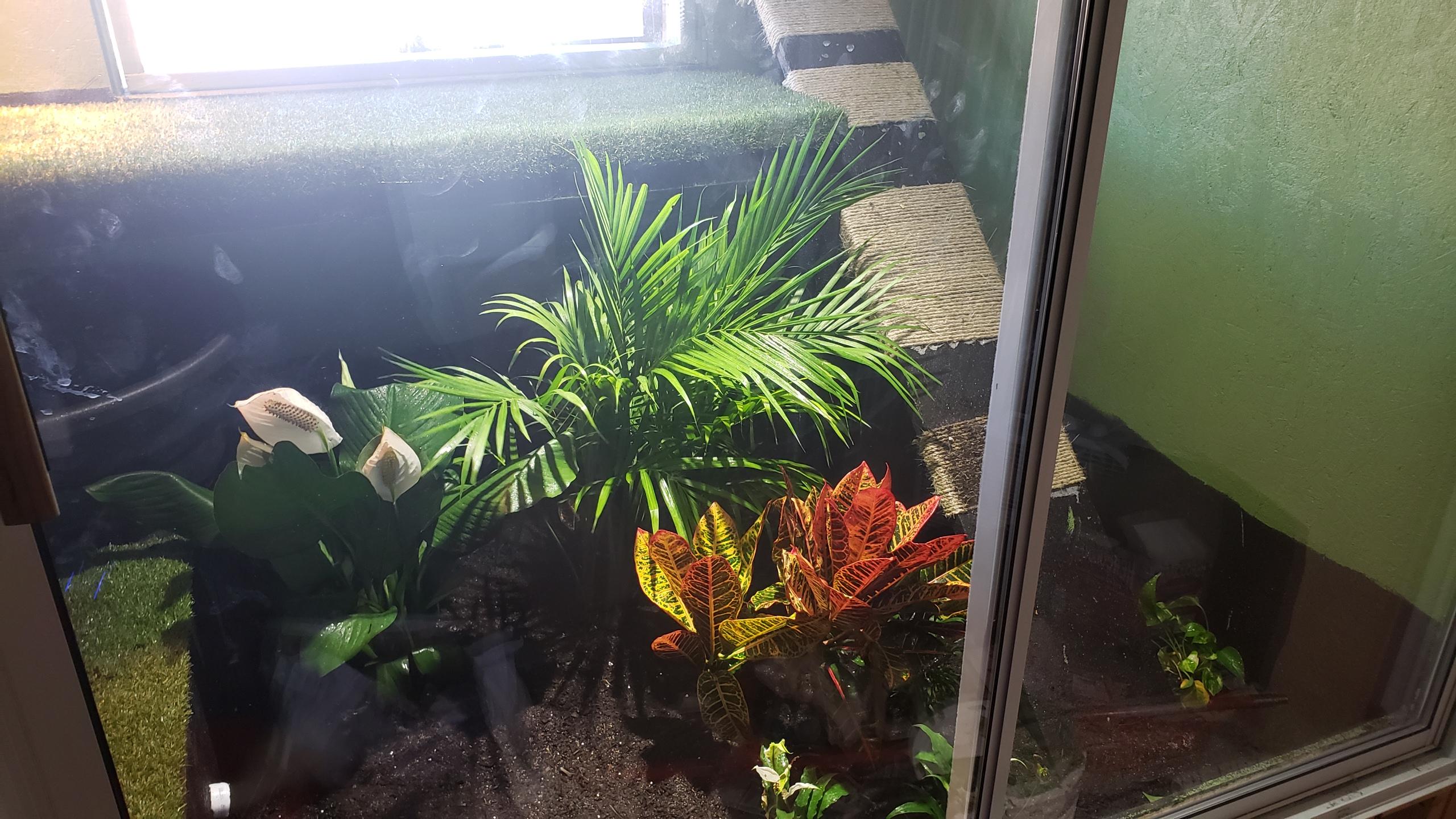 New Asian Water Monitor enclosure r/MonitorLizards