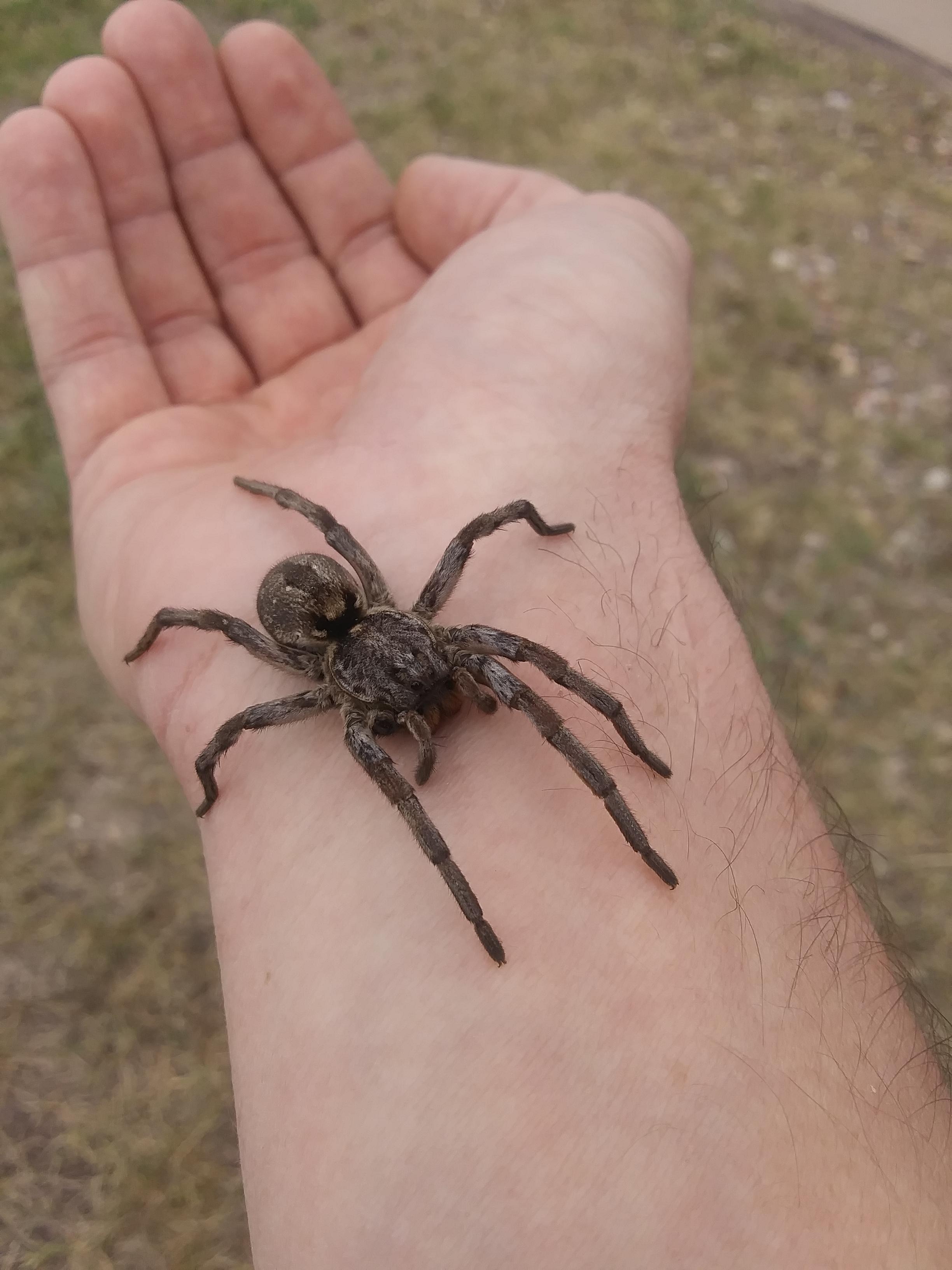 Burrowing wolf spider r/spiders