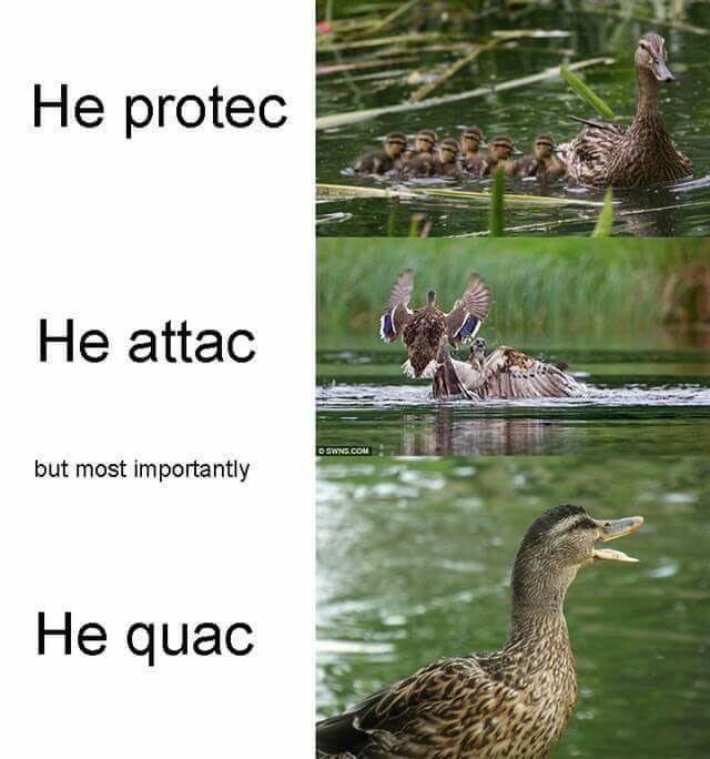 Duck memes r/duckgame