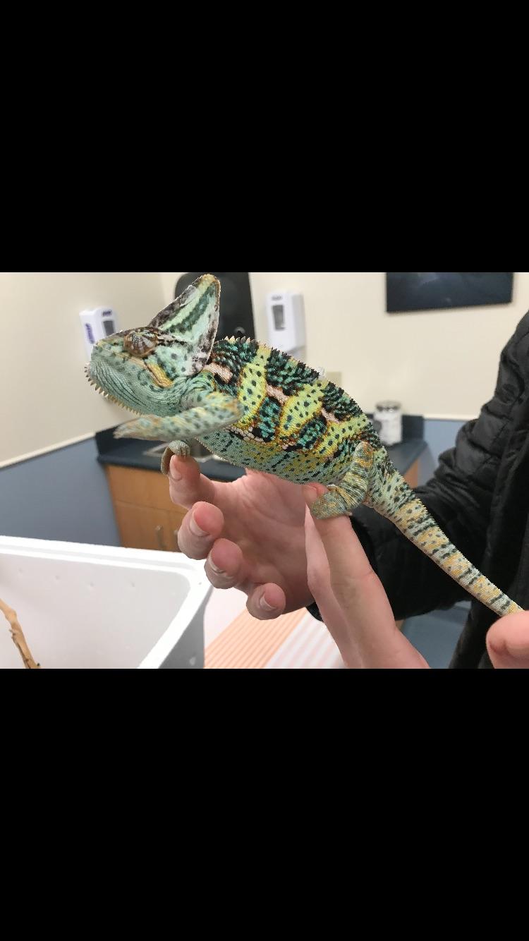Maui's first vet visit went well (eye) r/Chameleons