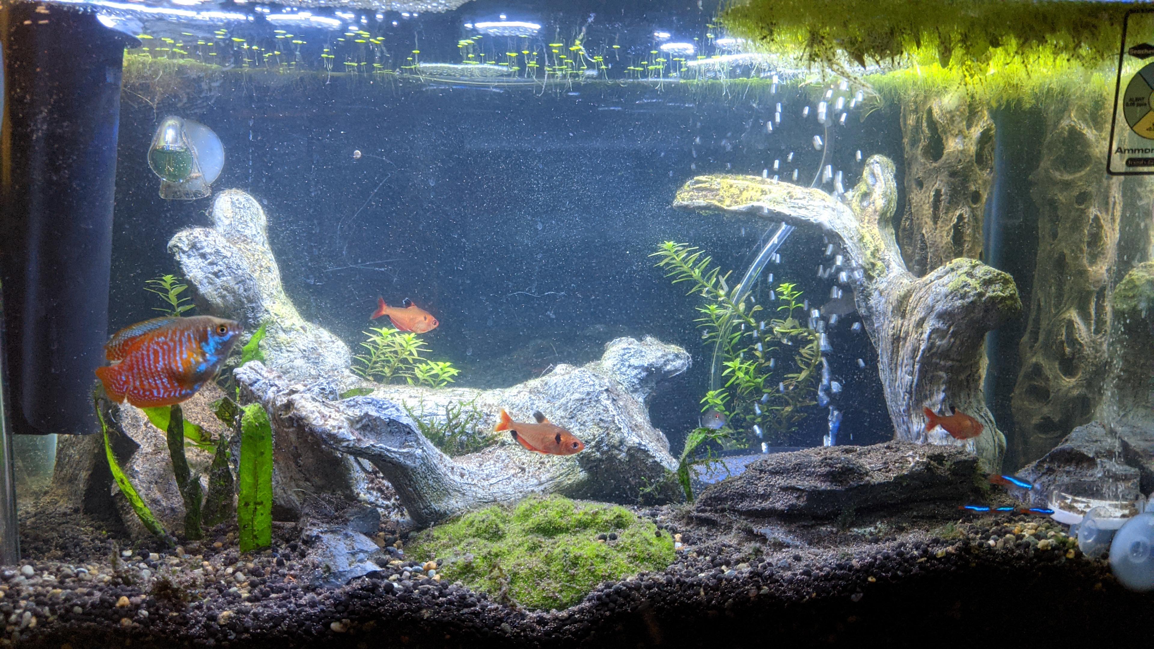 Automatic day/night cycled lights now installed. r/Aquariums