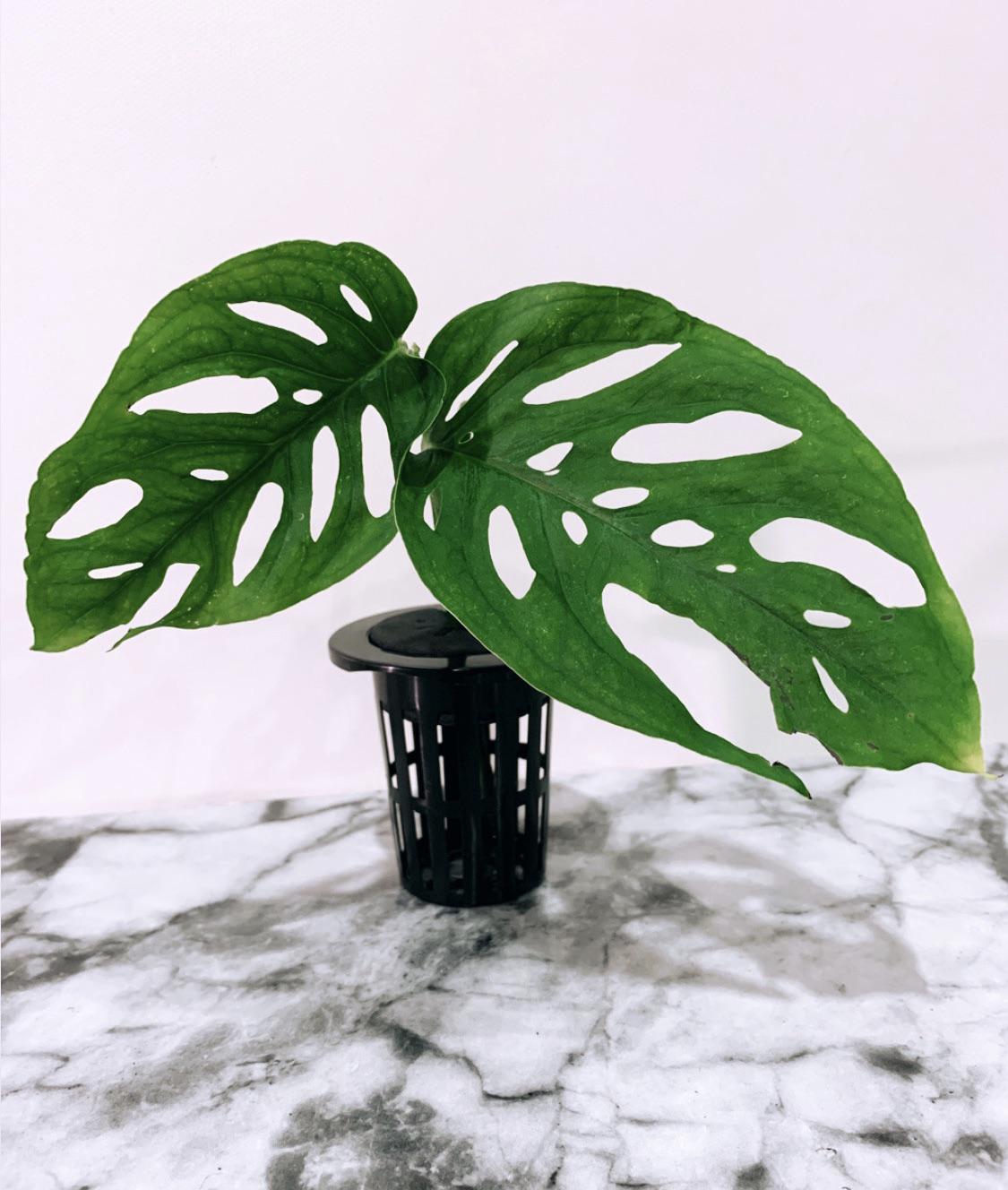 Monstera Adansonii cutting starting this beauty in aeroponics to root