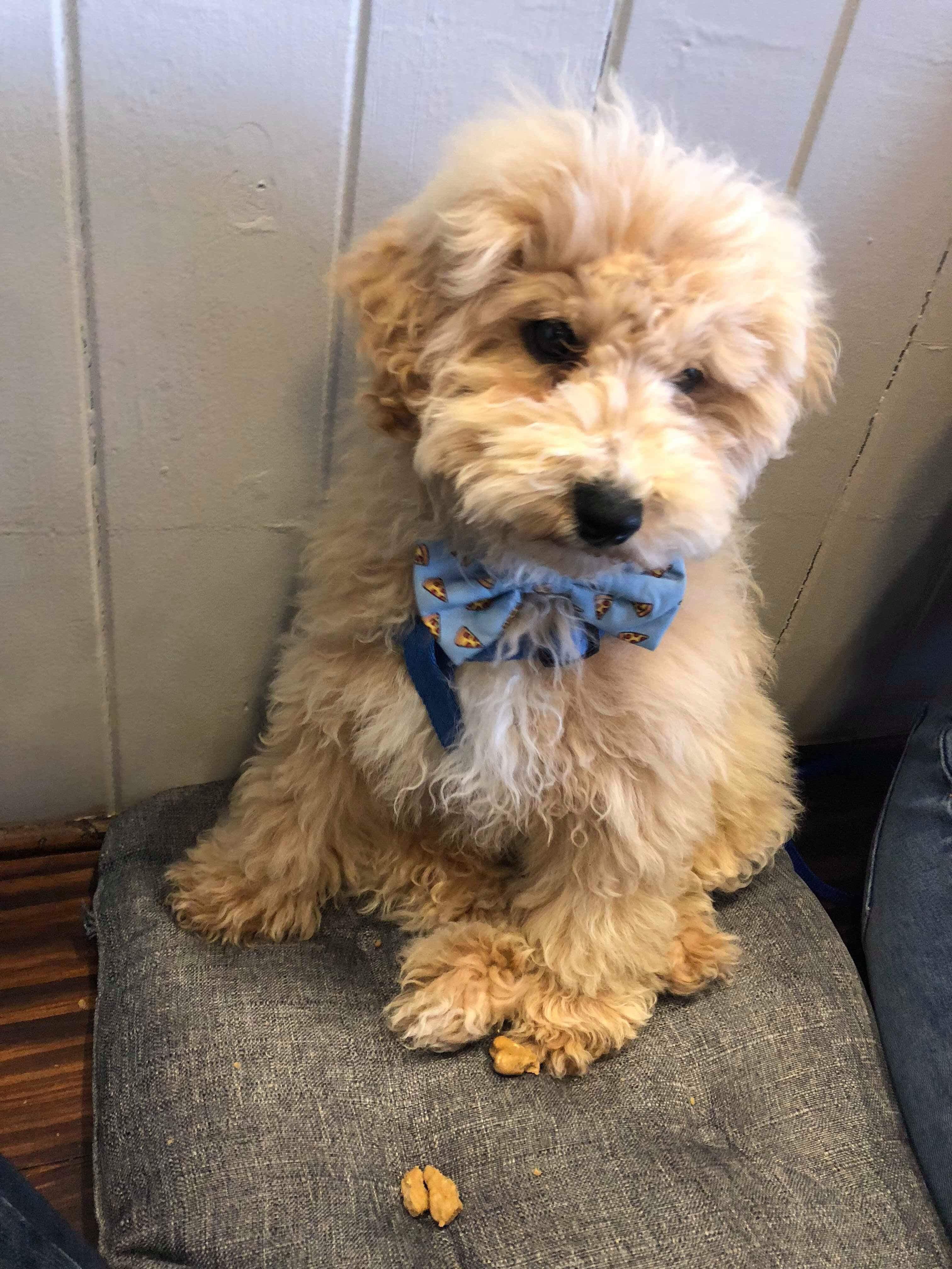 My dog looks like a teddy bear so we called him teddy here he is at a