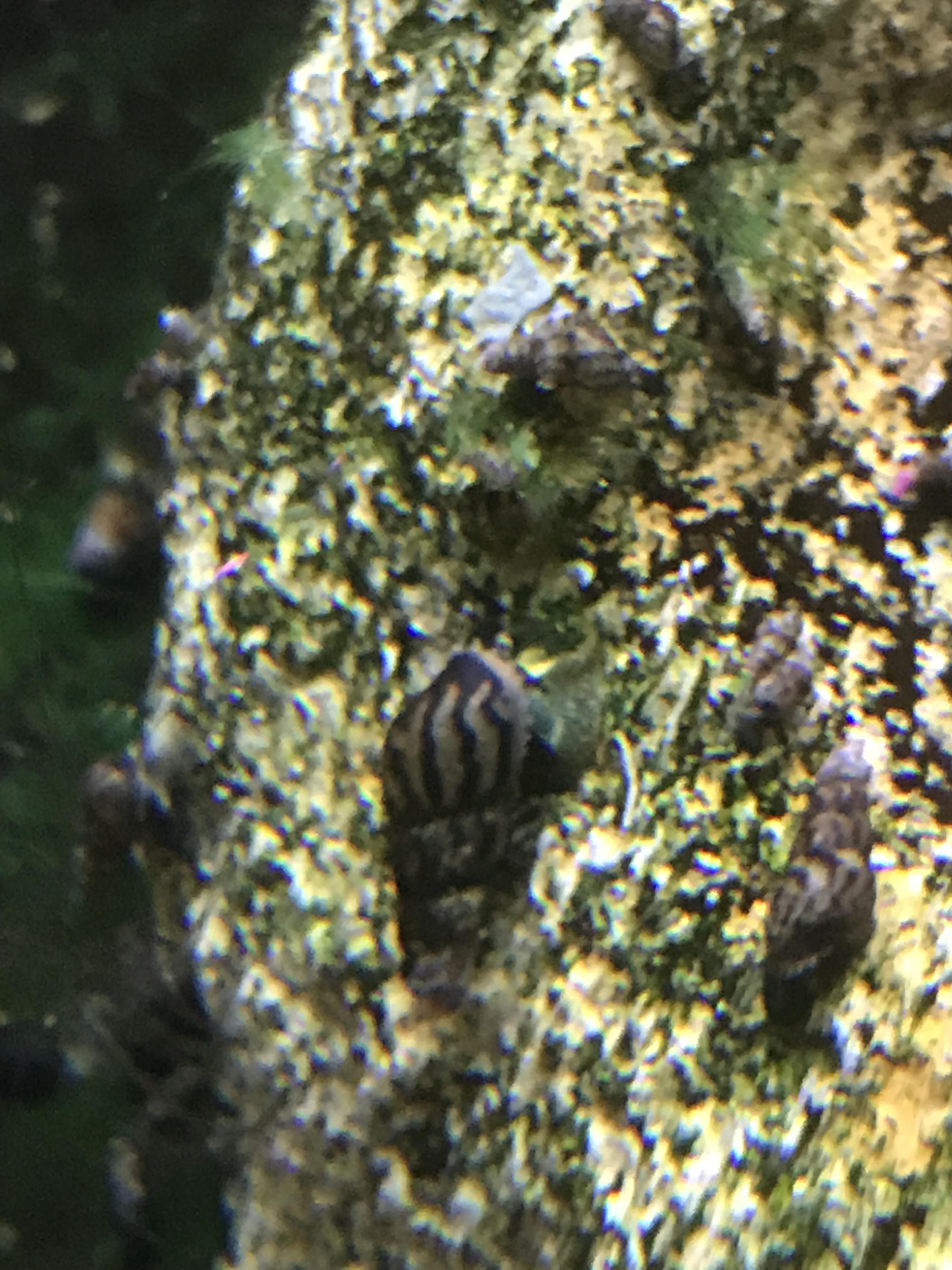 Anyone know what kind of snails these are? They’ve kept my tank clean
