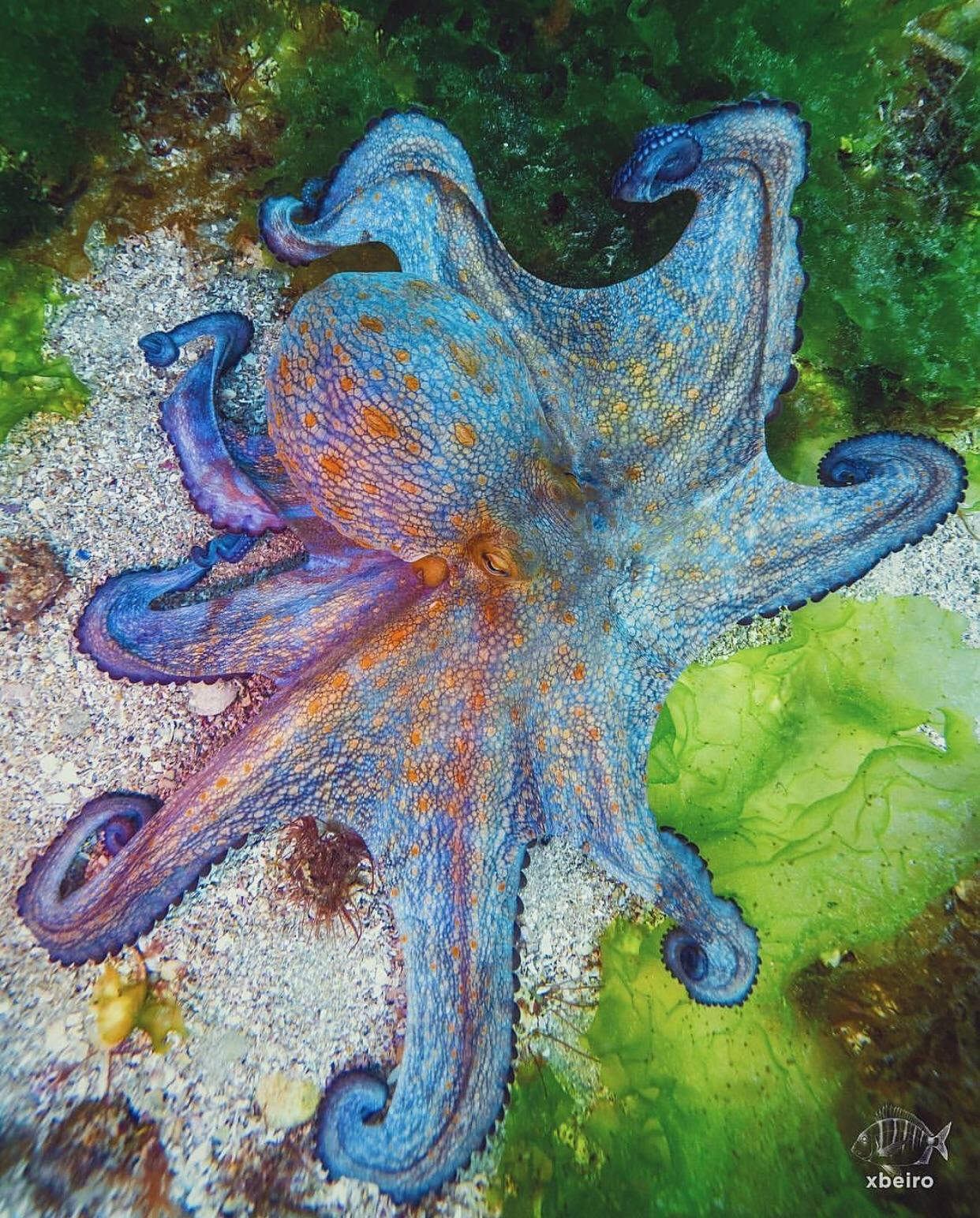 🔥 this rainbow octopus 🔥 r/NatureIsFuckingLit