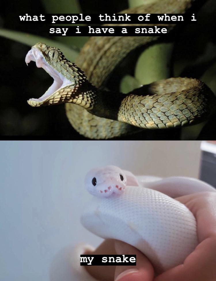 i made a meme with my child r/snakes