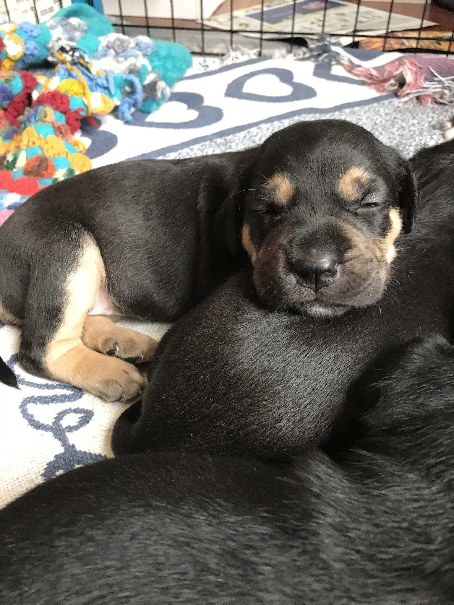 My little 2 week old amstaff/Labrador foster puppy, Iris. r/aww