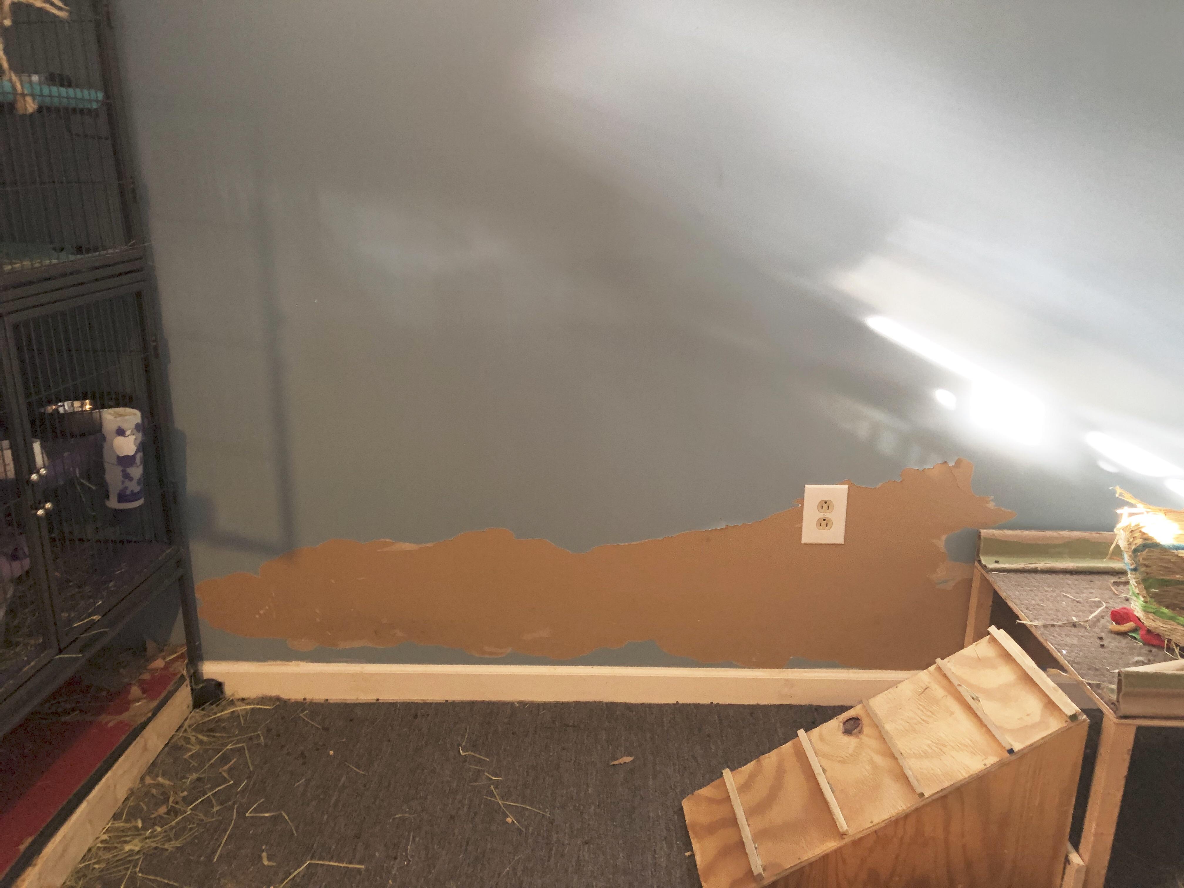 Drywall is tasty r/Rabbits