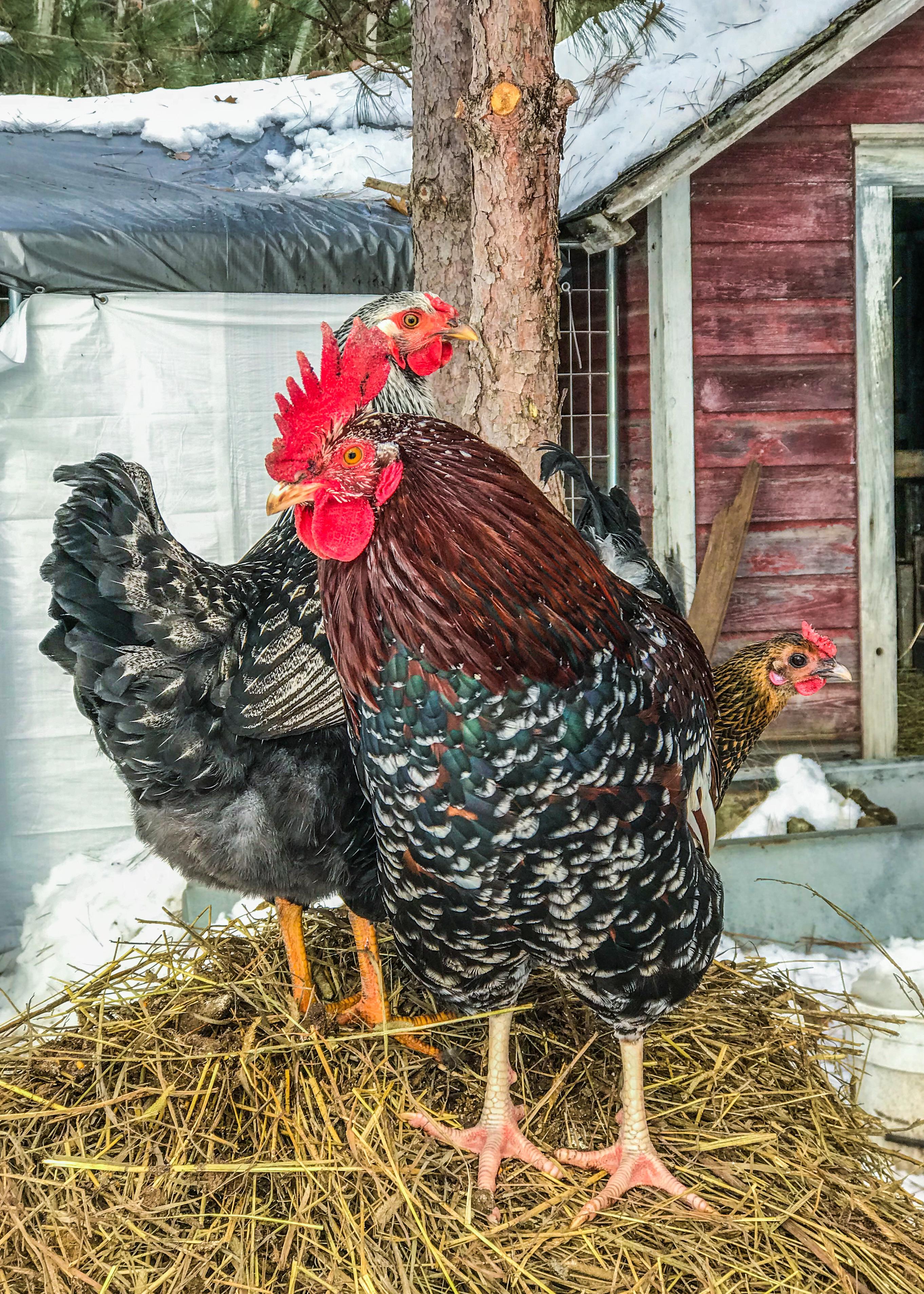 Cleaned the coop yesterday but apparently the chickens weren’t done