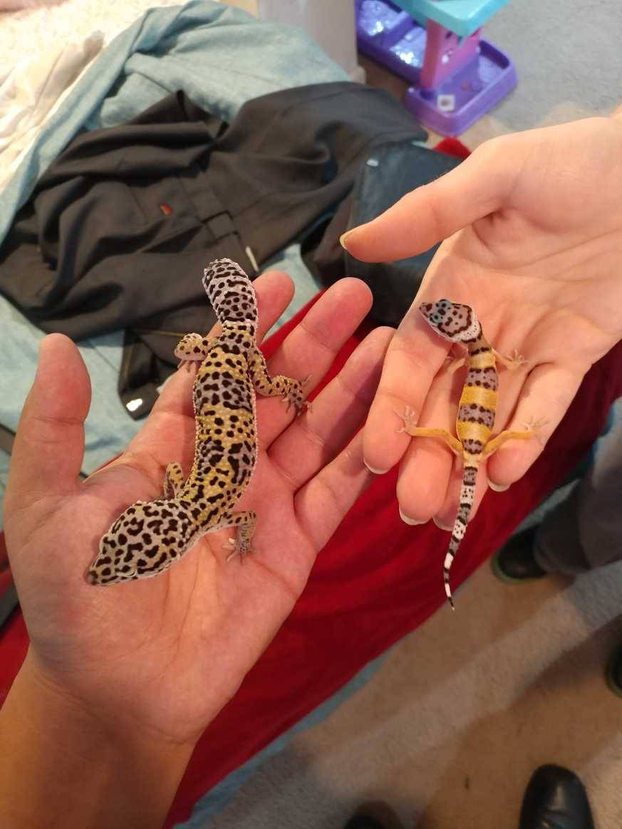 Let's Discuss Petsmart.... r/reptiles