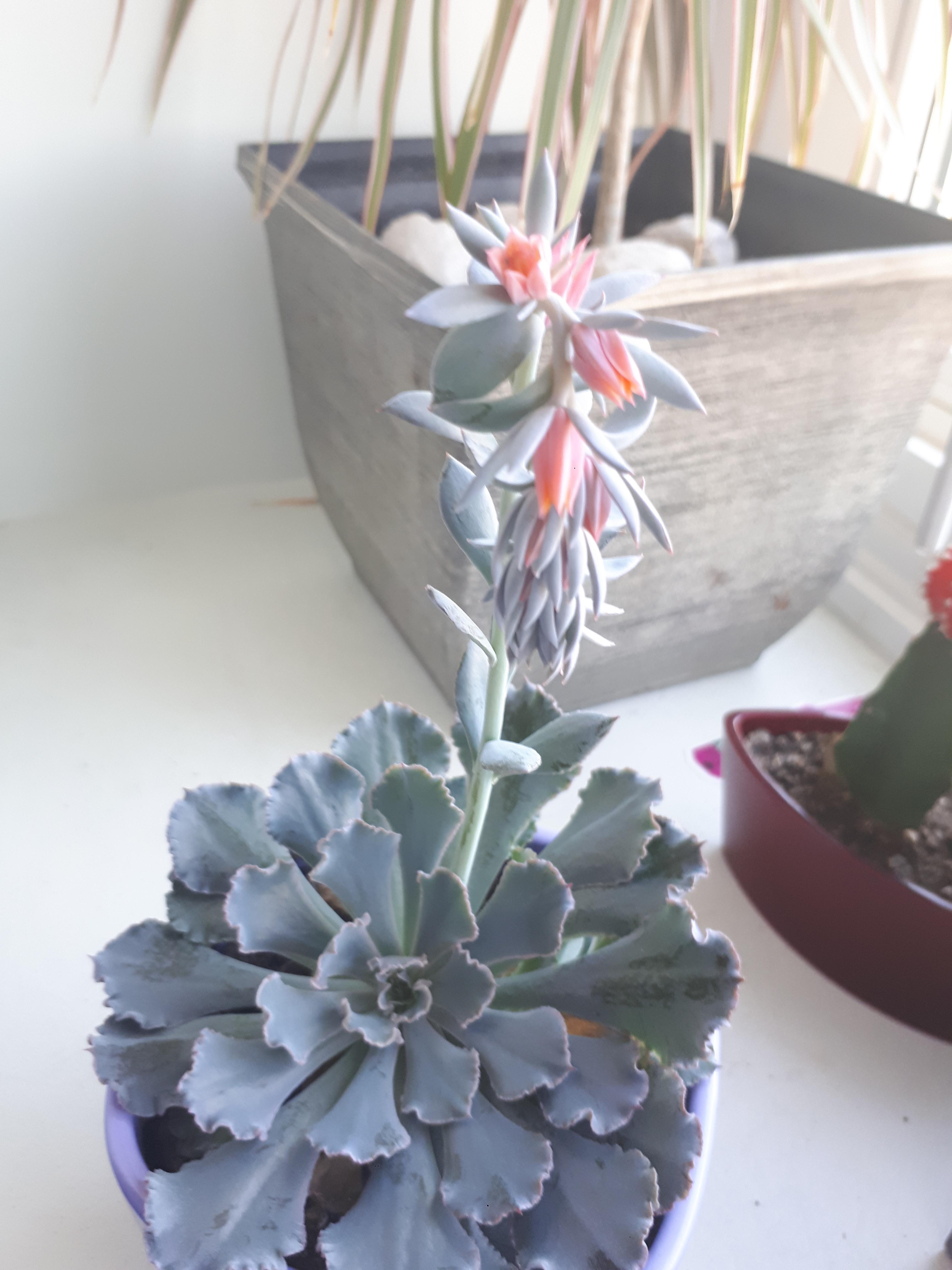 One of my succulents is blooming! My first bloom ever on a