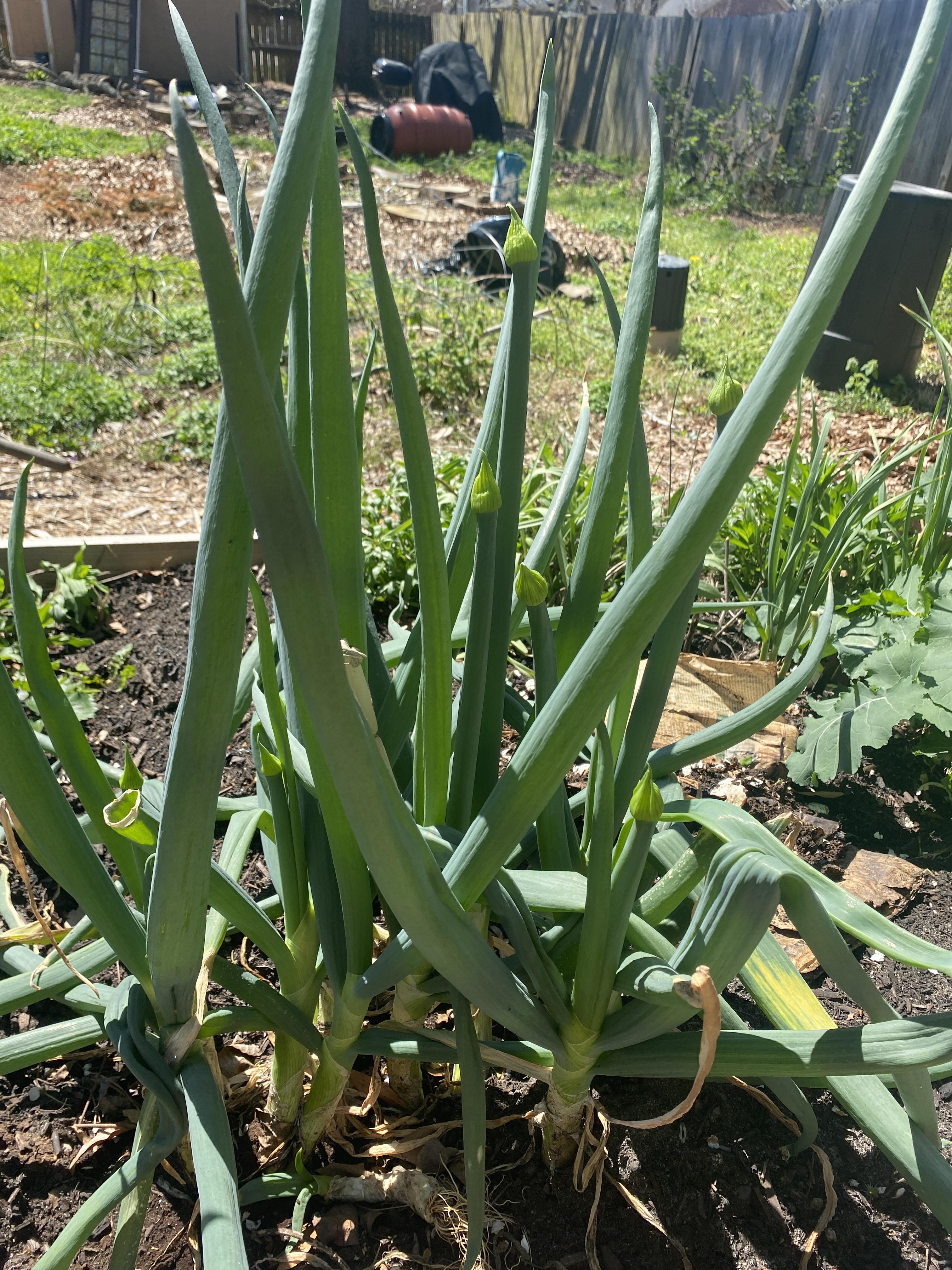 ID help. It’s not bulbing like onions. Entire plant Lives through