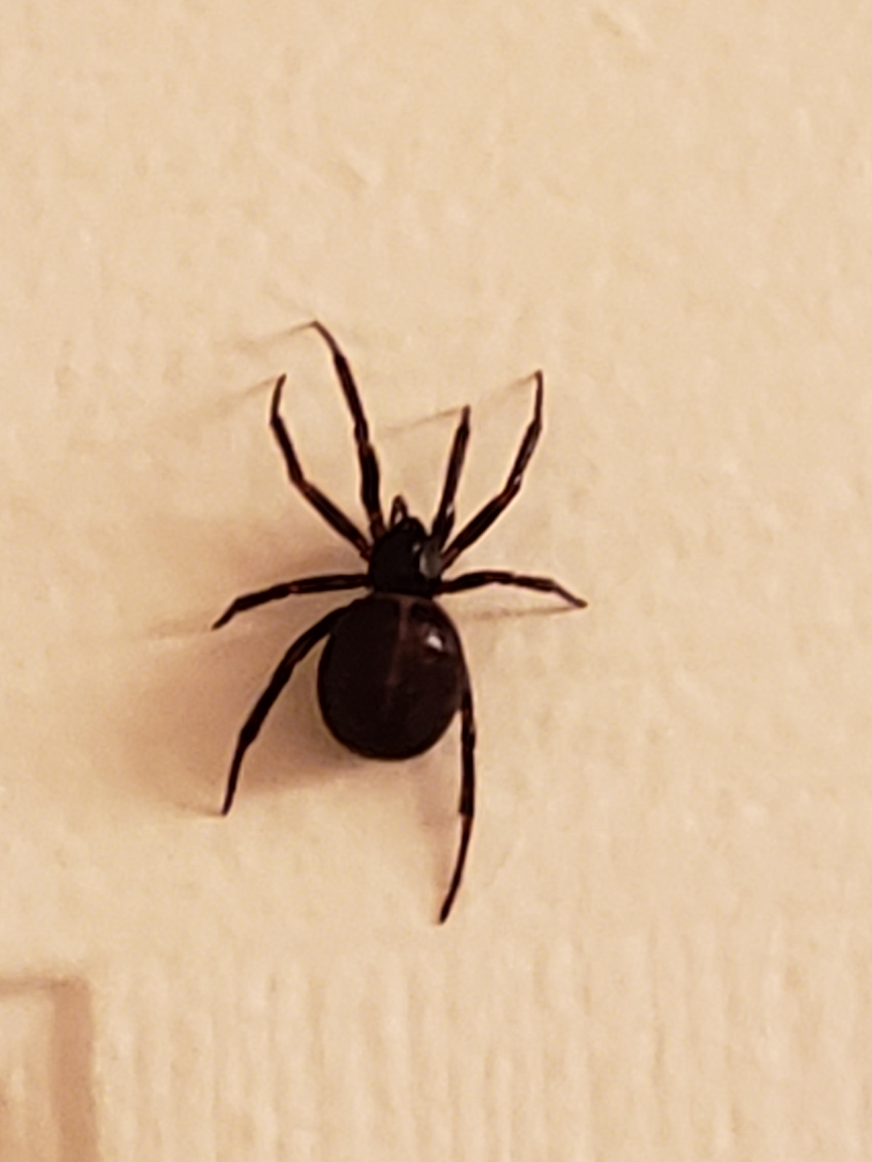 What kind of spider is this? Found in DC. spiders