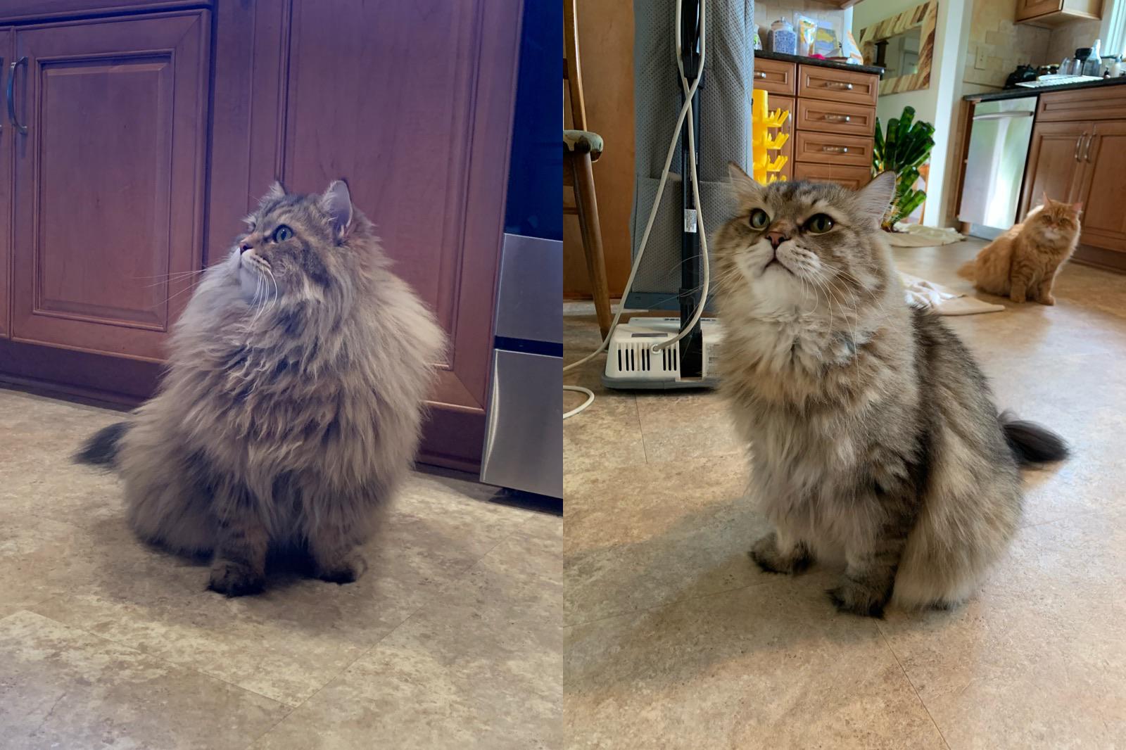 Winter coat (02/2020) versus summer coat (06/2020) r/SiberianCats