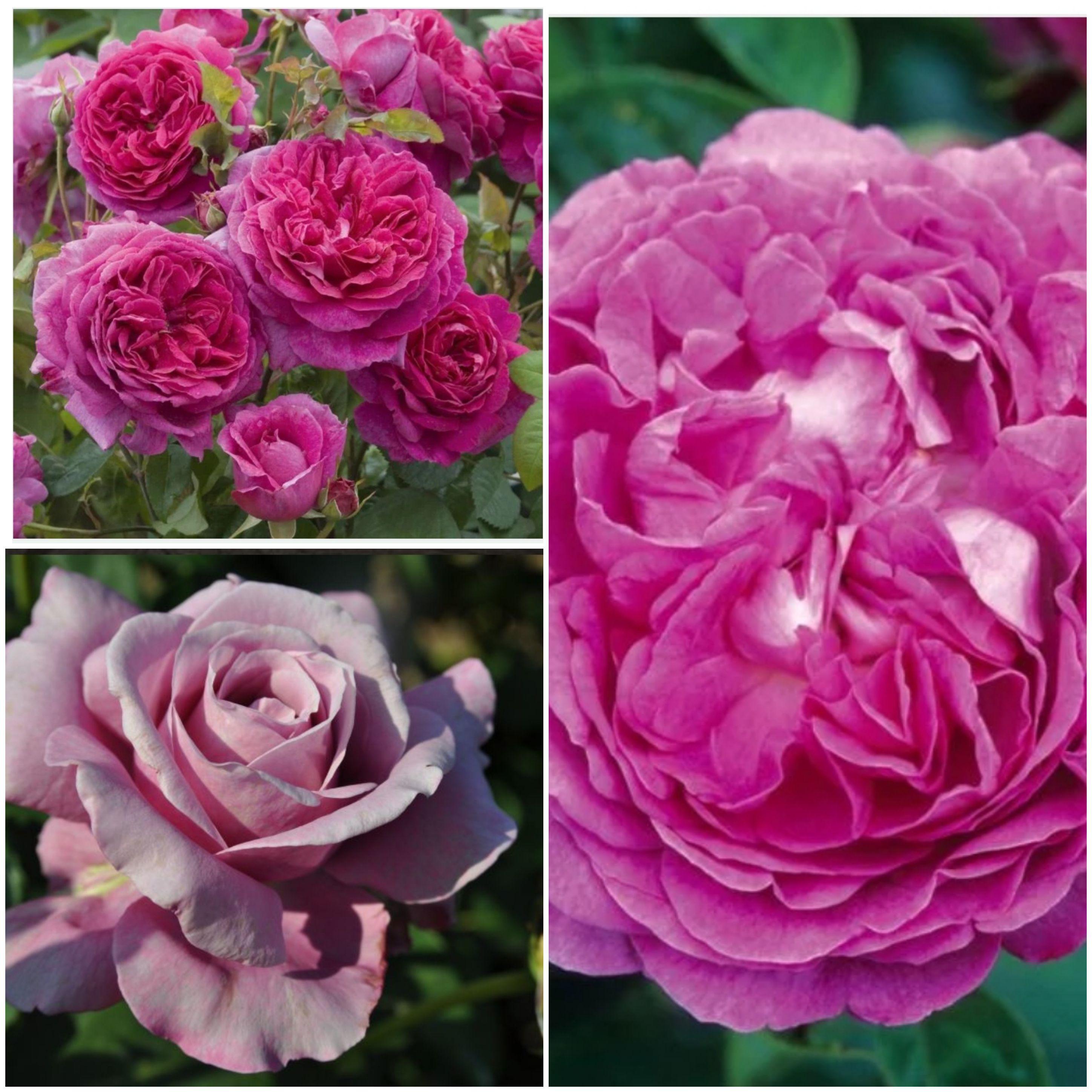 Help picking a rose in zone 5, 6 microclimate. Which one and why? r/Roses