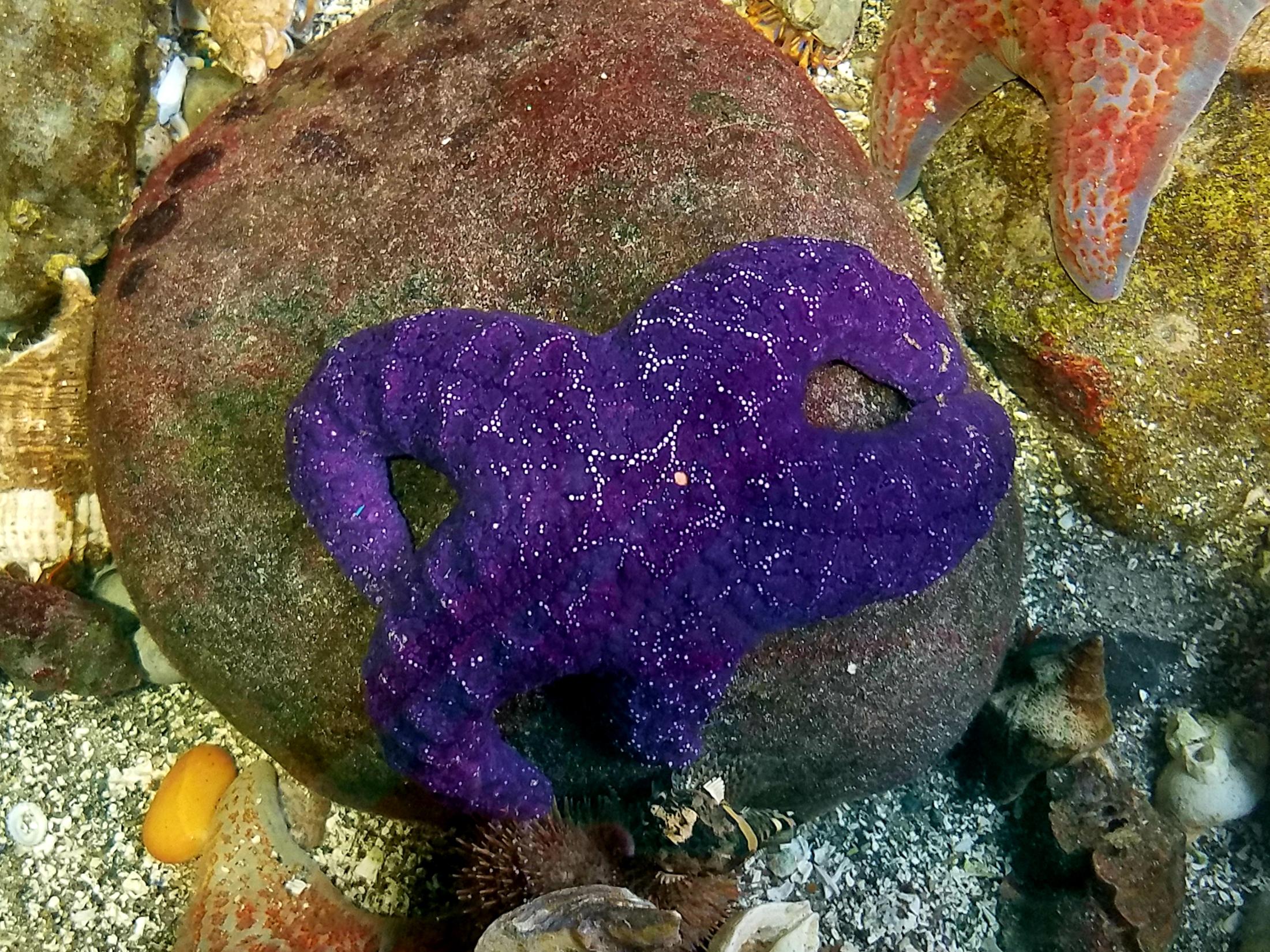 Absolutely stunning starfish at the local marine life center r/Aquariums