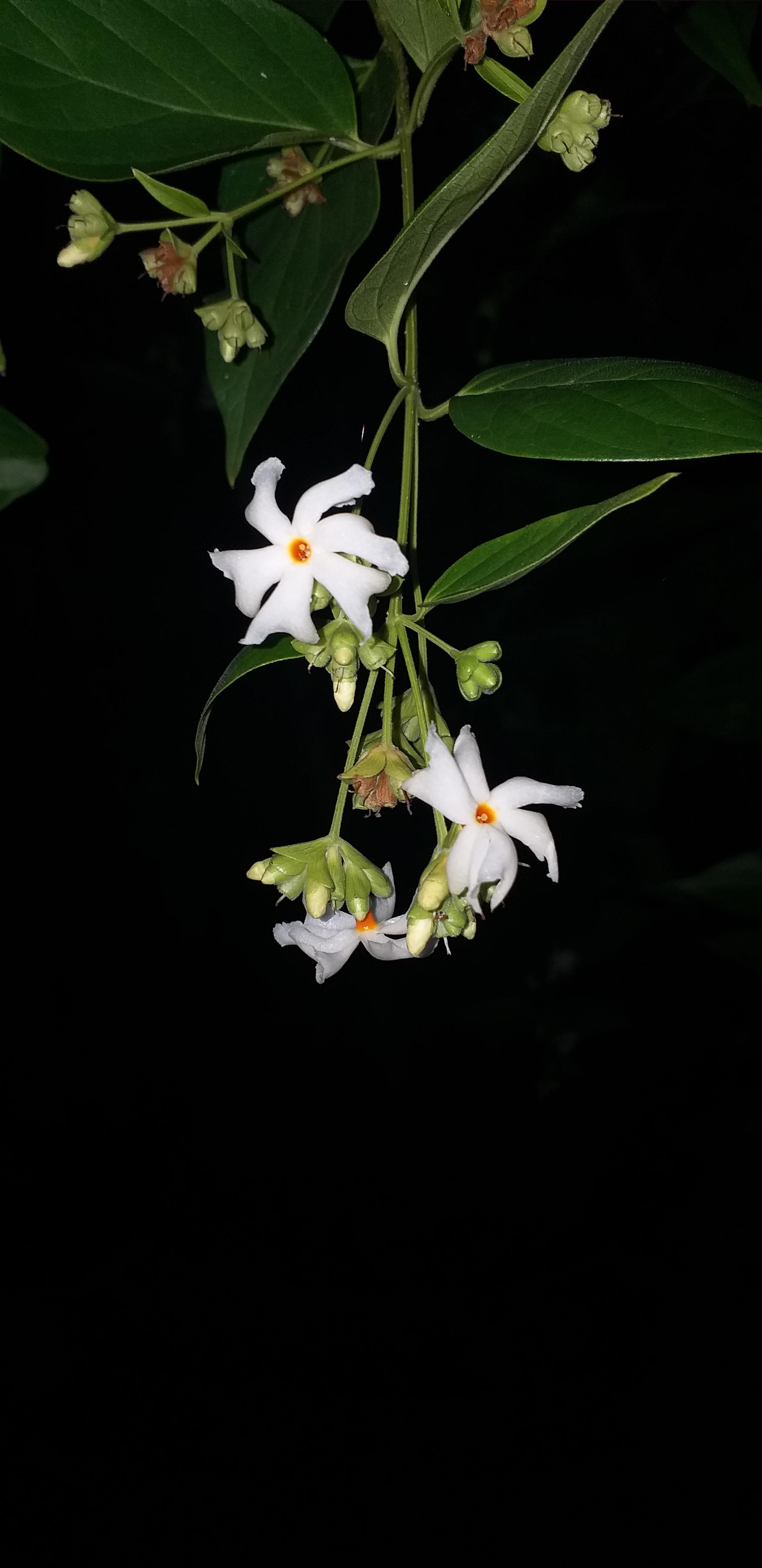 Nightflowering jasmine, Scientific Name Nyctanthes arbortristis