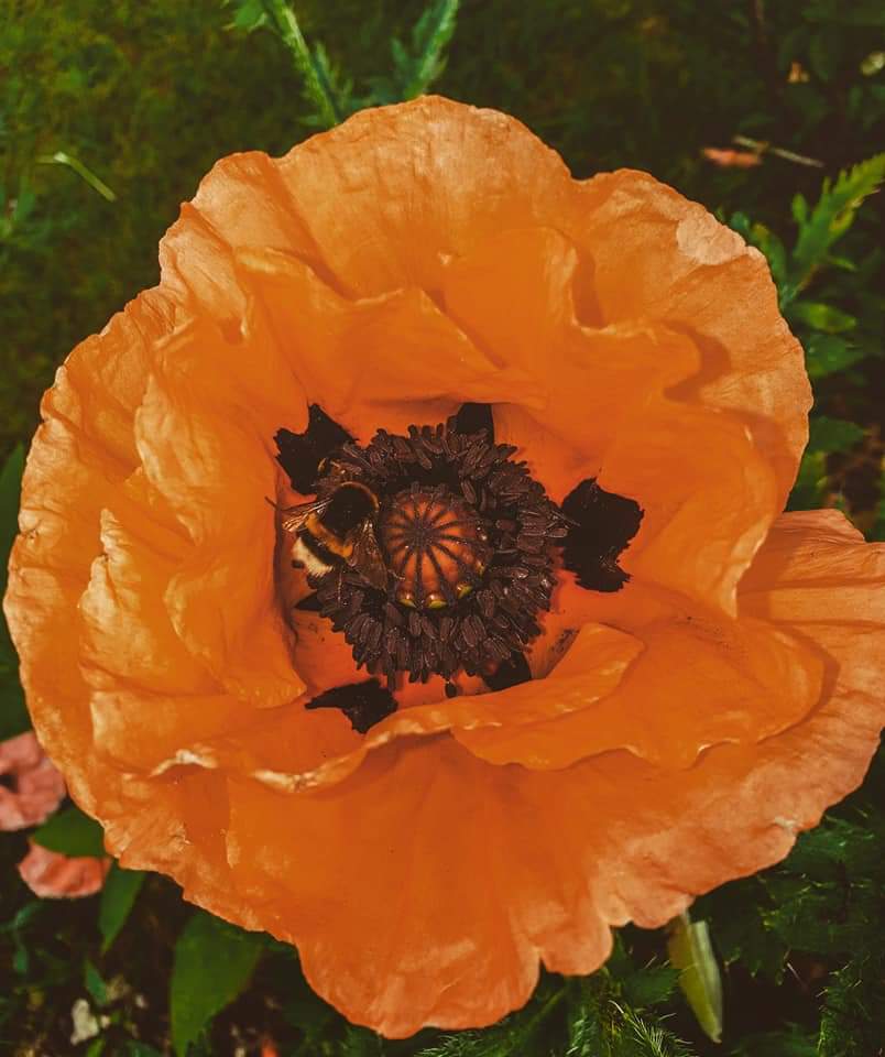 Busy bee 🐝 r/naturephotography